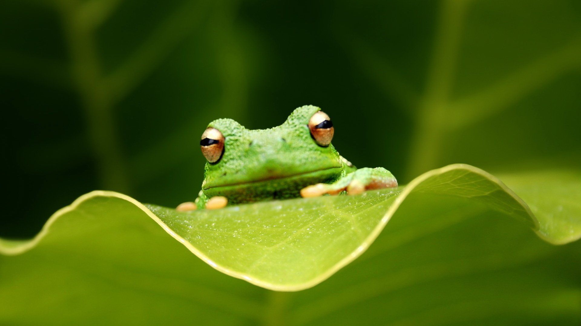 1920x1080 Vibrant Tree Frog HD Wallpaper: Nature's Tiny Acrobat
