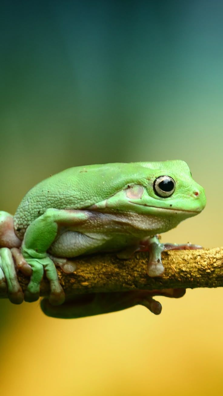 736x1308 Green Frog Wallpaper, Android & Desktop Background