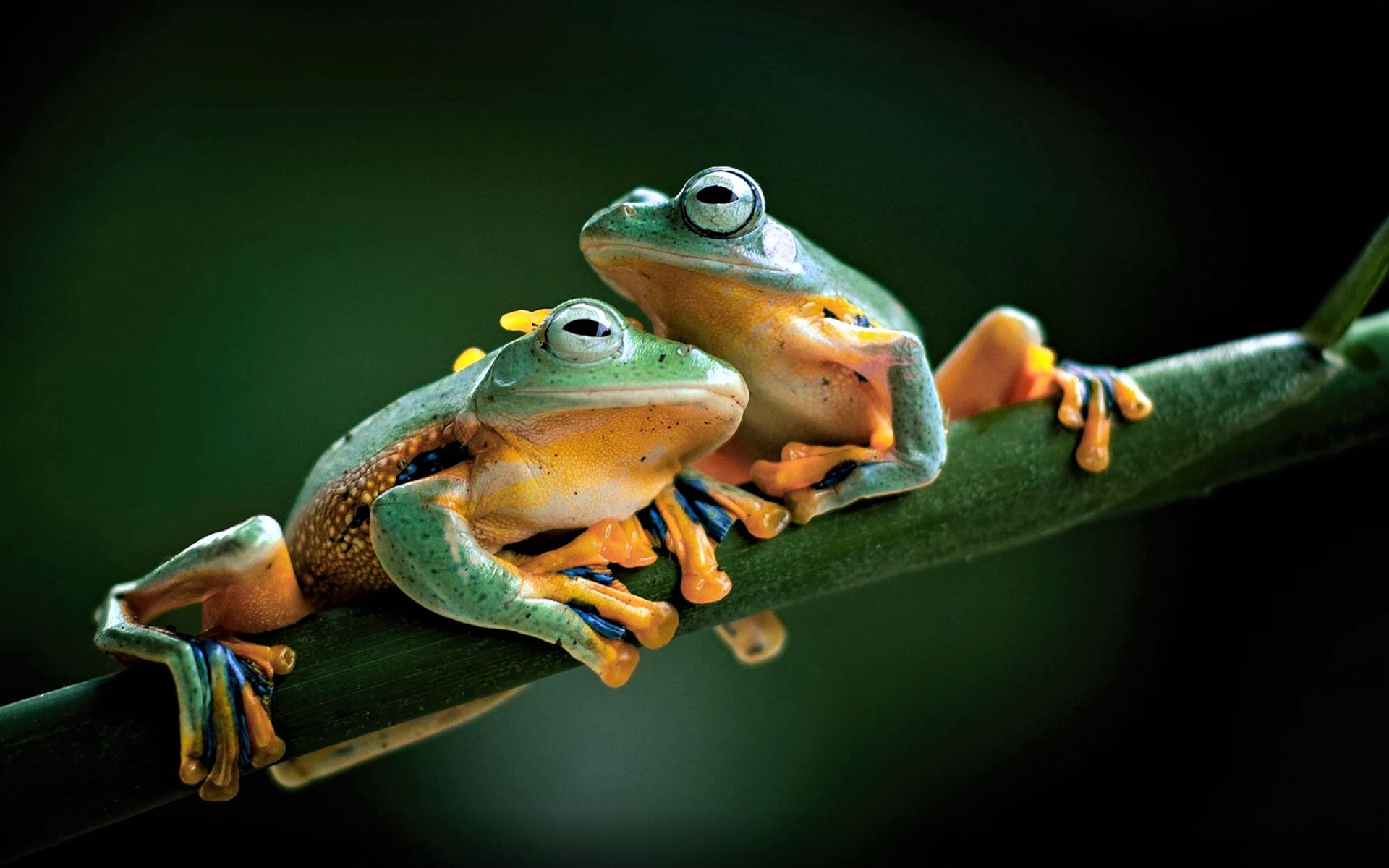 1920x1200 Charming Tree Frogs HD Wallpaper