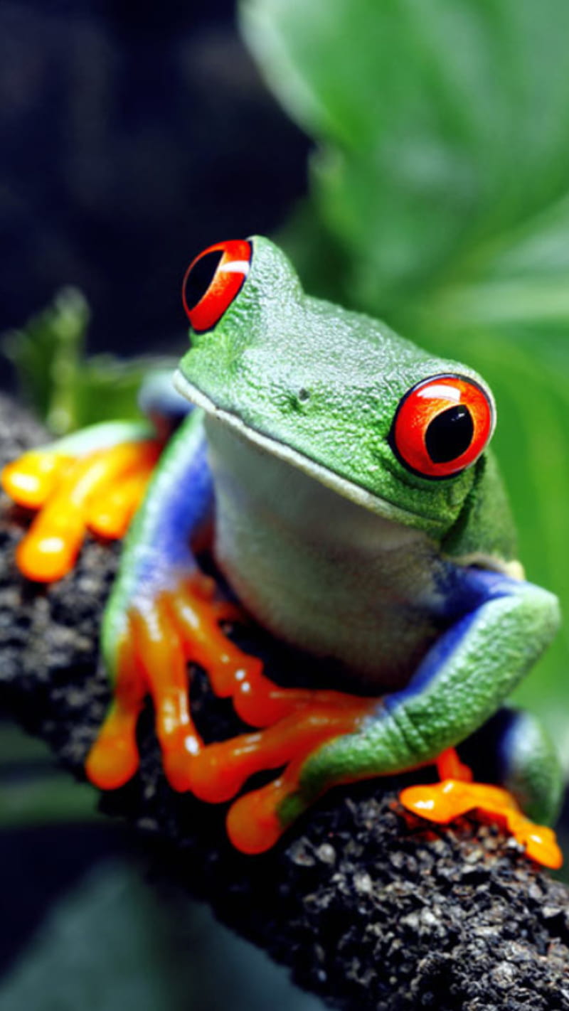 800x1422 Cute frog, frogs, tree frog, HD phone wallpaper
