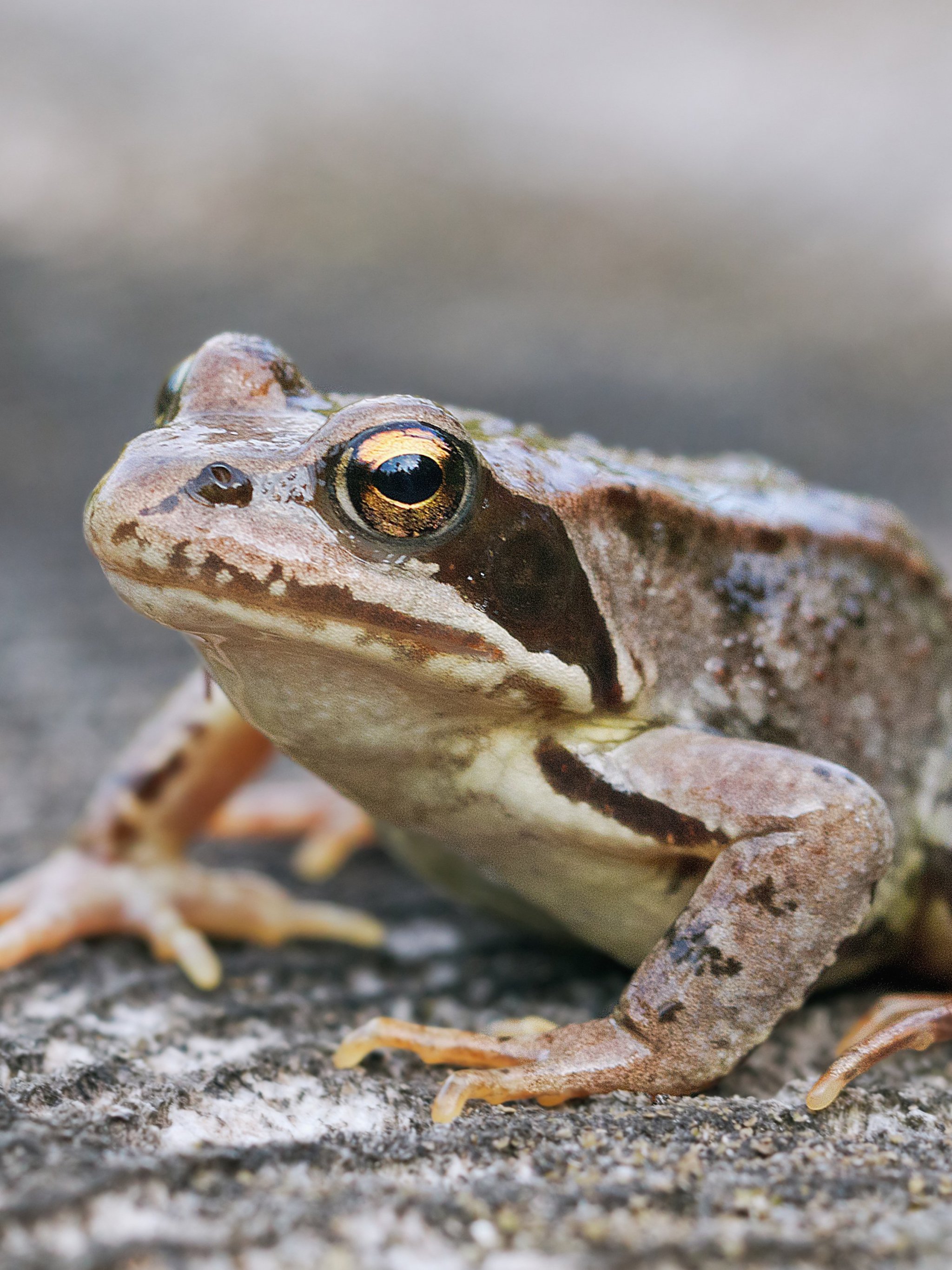 2048x2732 Frog Wallpaper, Android & Desktop Background