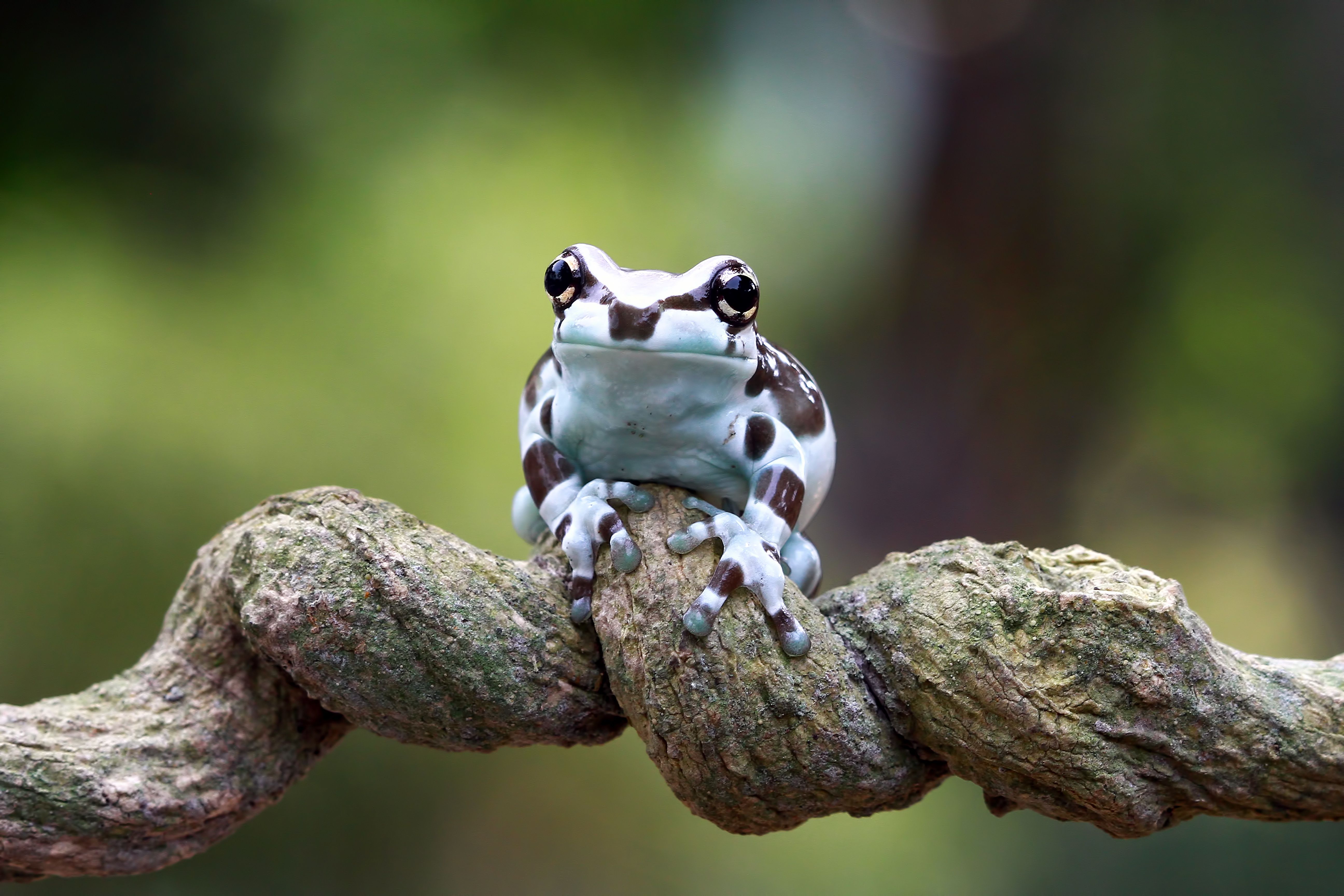 5184x3456 4K Ultra HD Frog Spotlight: Close Up Nature's Amphibian Wonder