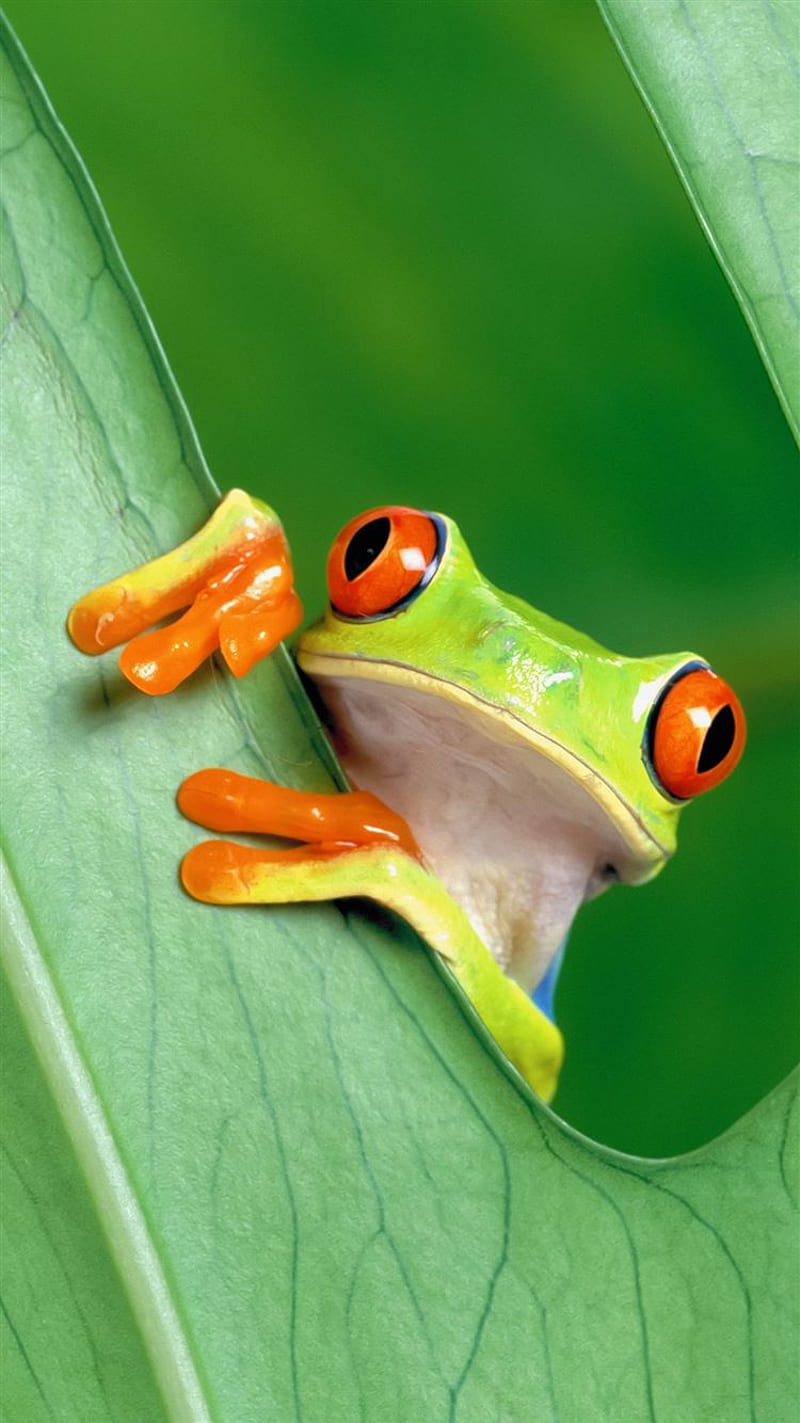 800x1423 HD frogs 8 wallpaper