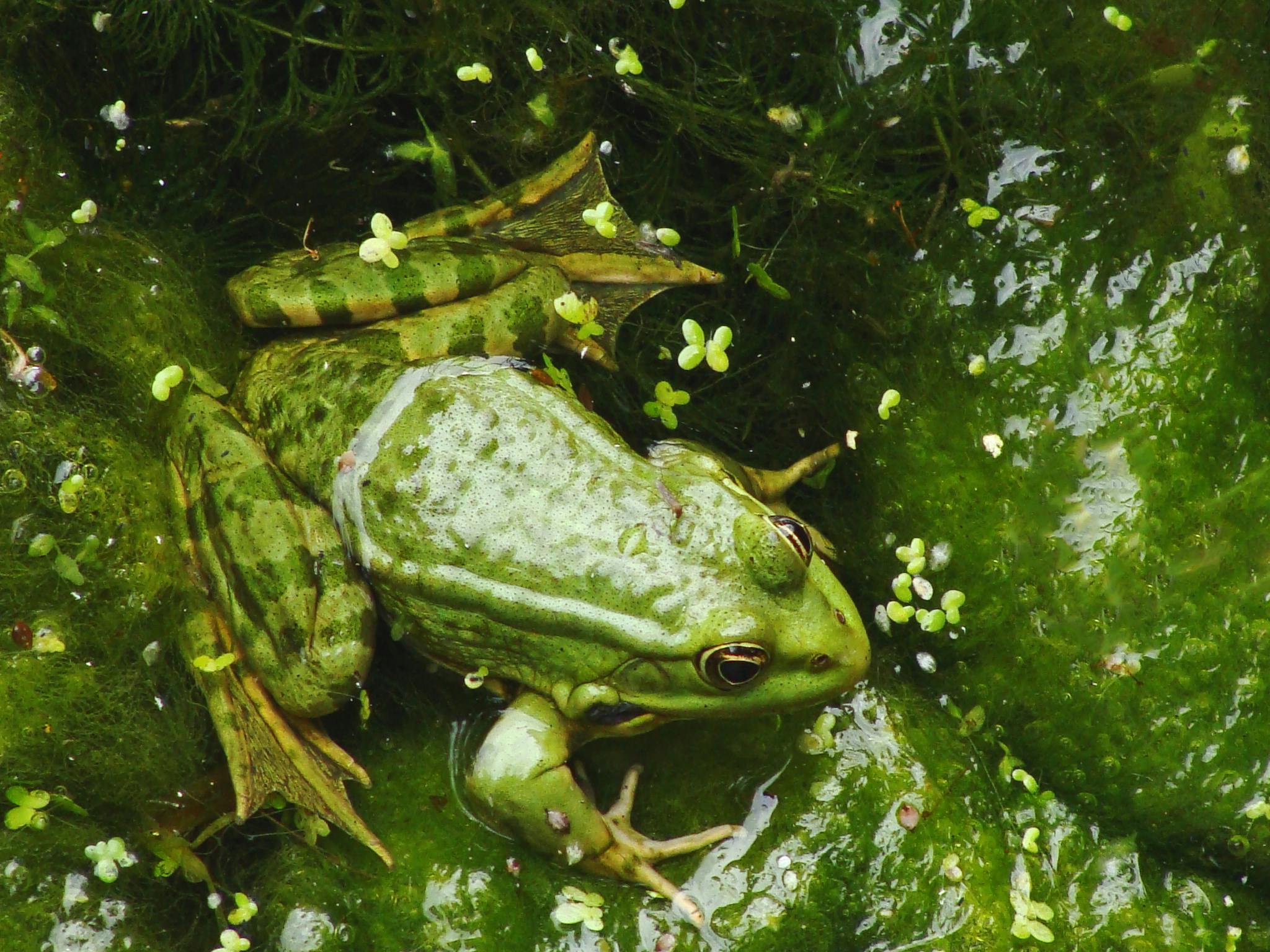 2048x1536 Green Frog · Free