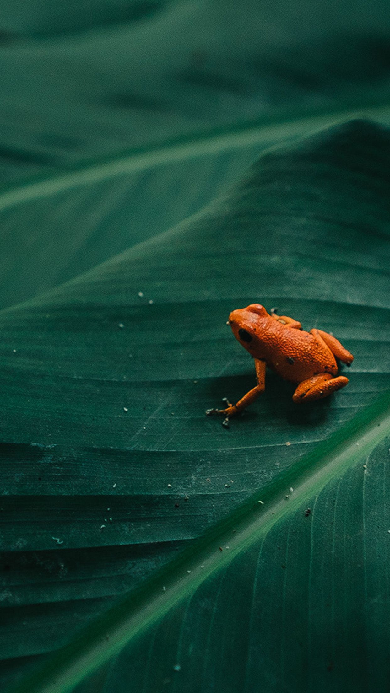 1242x2208 iPhone X wallpaper. frog leaf orange nature art