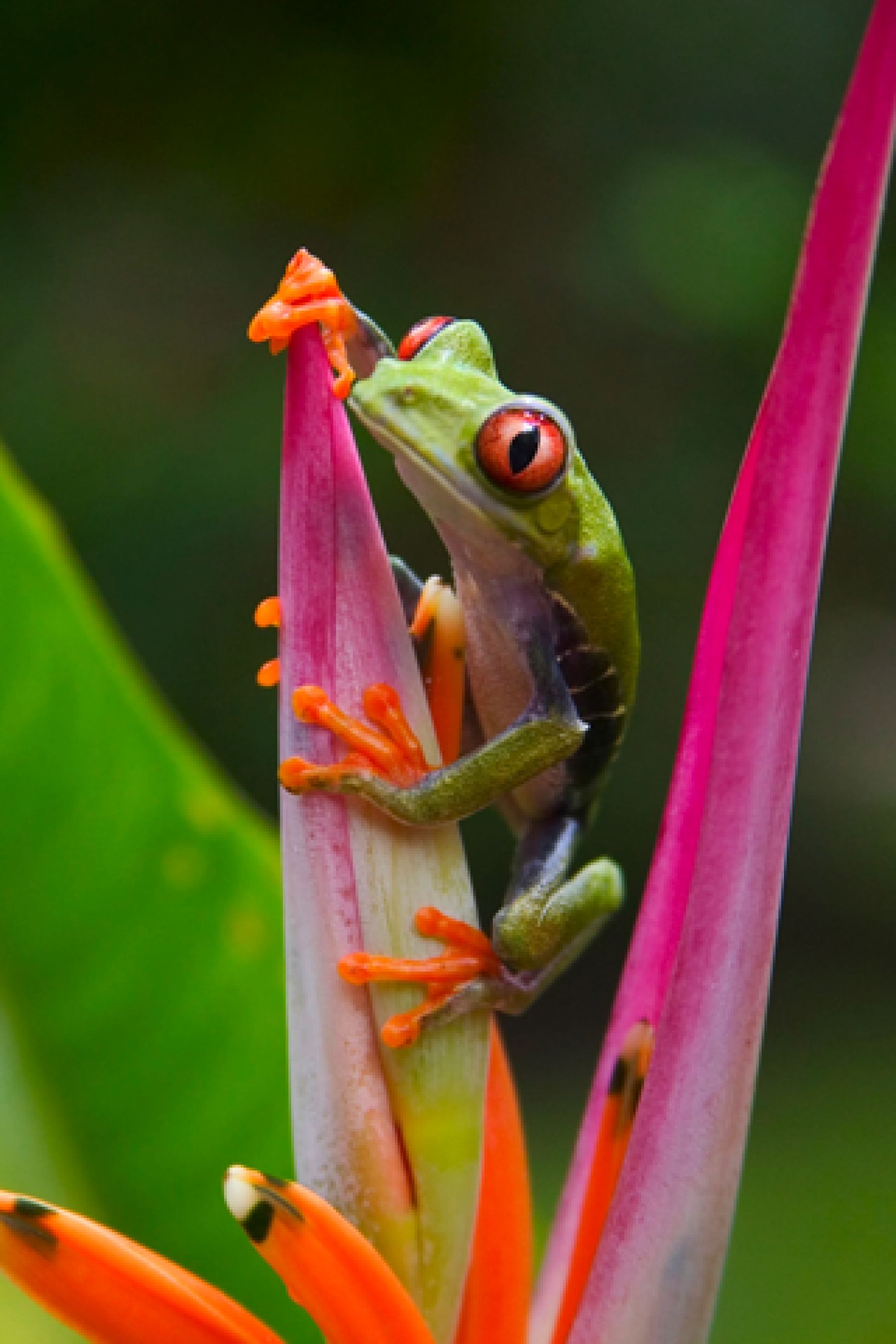 1800x2700 Original IPhone Default Frog