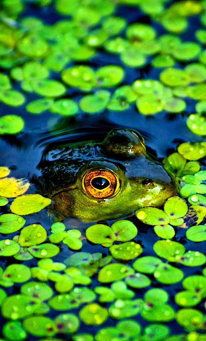 800x1322 Common Frog, green, water, HD phone wallpaper