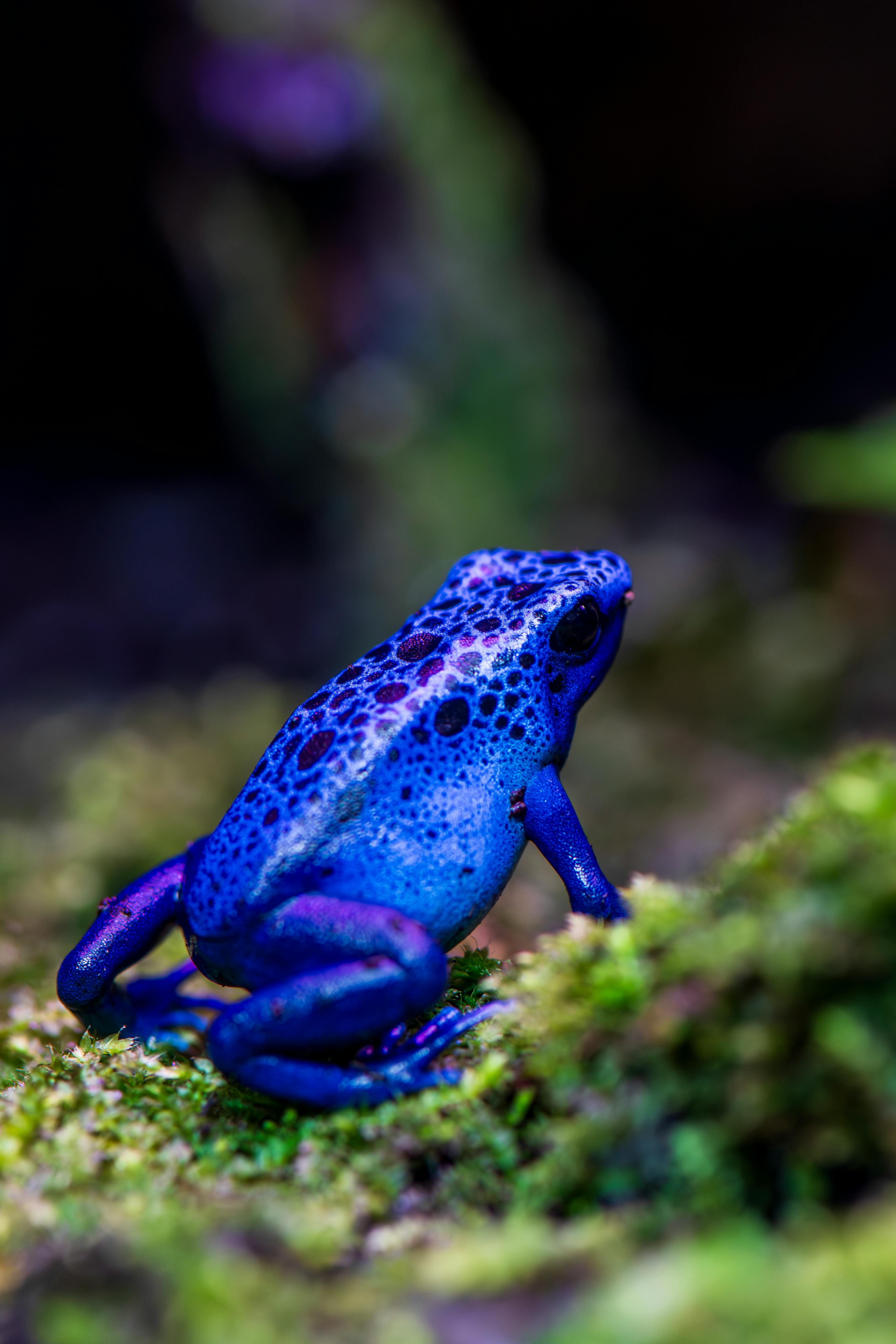 3670x5504 Blue Poison Dart Frog in Close Up · Free