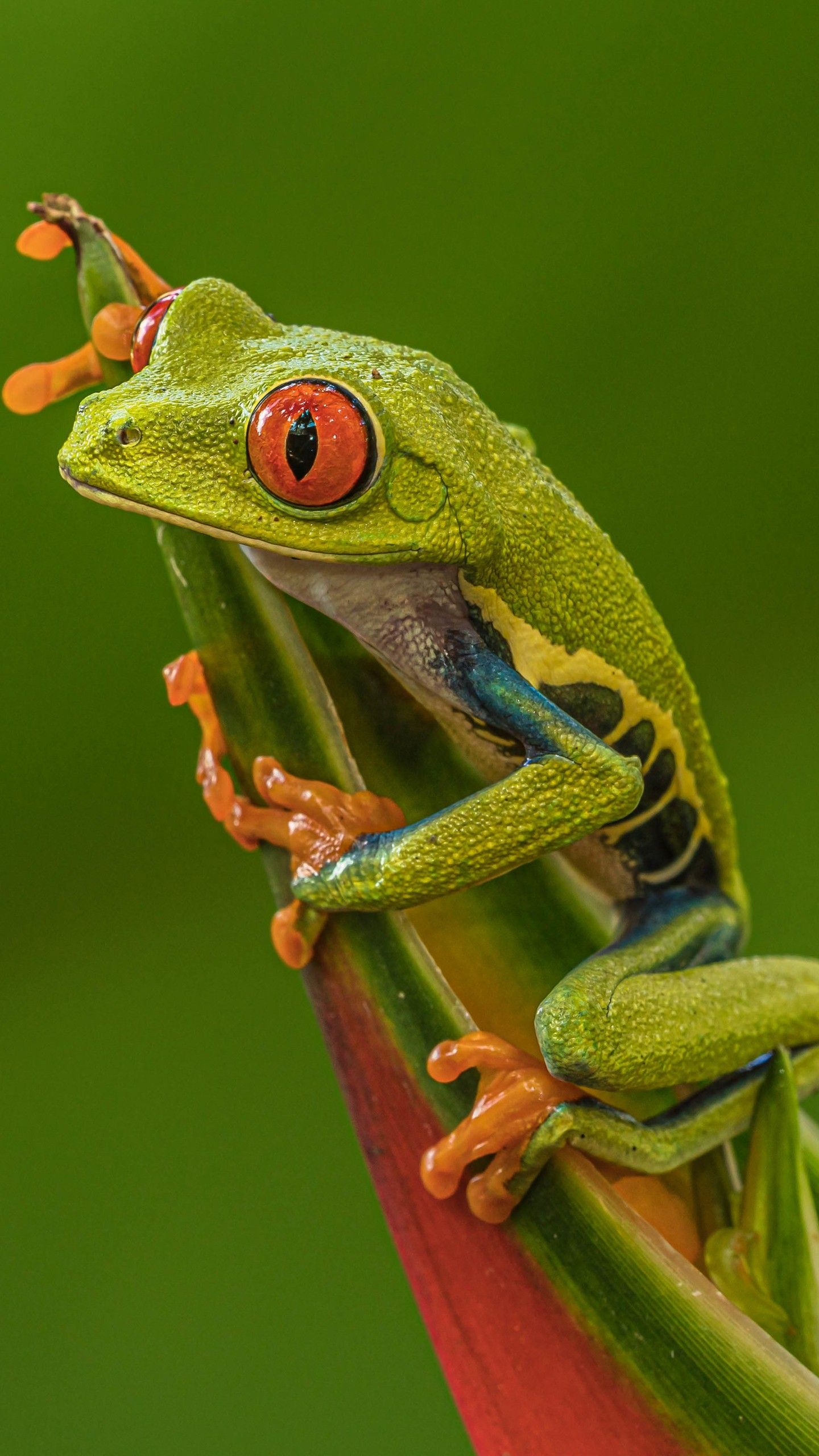 1440x2560 Red Eyed Tree Frog In Green Background 4K 5K HD Frog Wallpaper