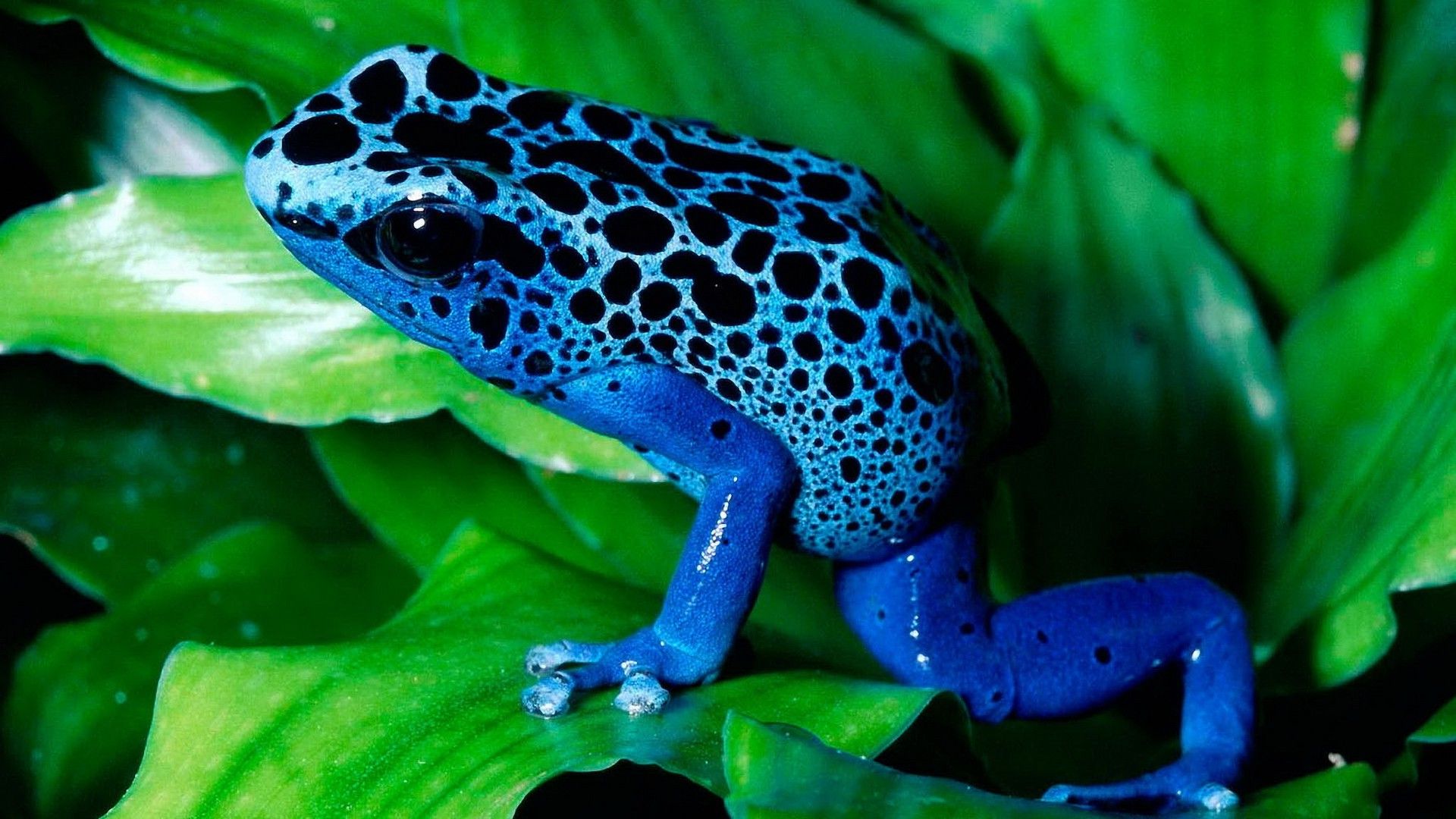 1920x1080 frog, Animals, Amphibian, Poison Dart Frogs Wallpaper HD / Desktop and Mobile Background