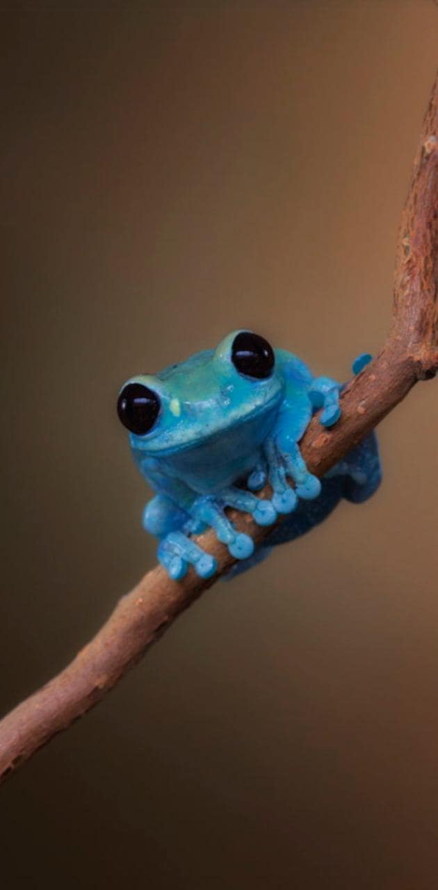 630x1280 Frog iPhone Wallpaper