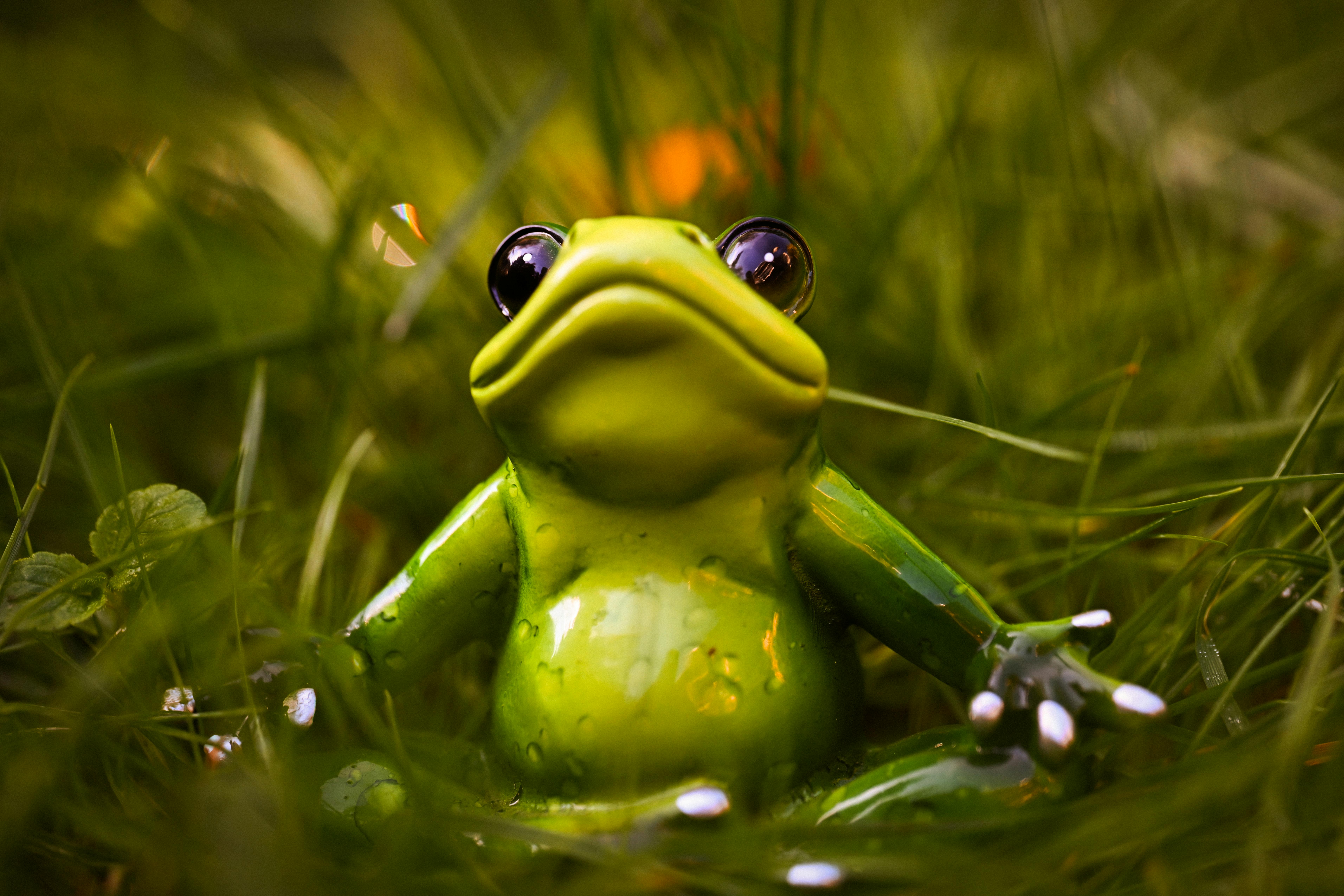 7647x5098 Cute Frogs Photo, Download The BEST Free Cute Frogs & HD Image