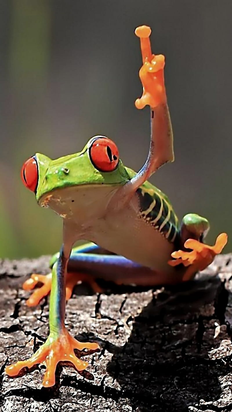 800x1423 Hello, frog, green, red, HD phone wallpaper