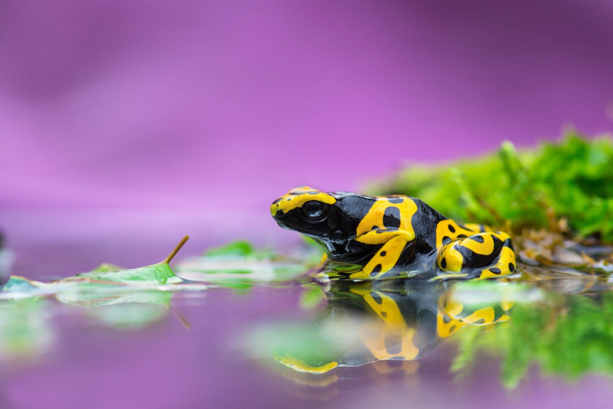 2048x1365 Poison Dart Frog Desktop Widescreen Wallpaper 75540