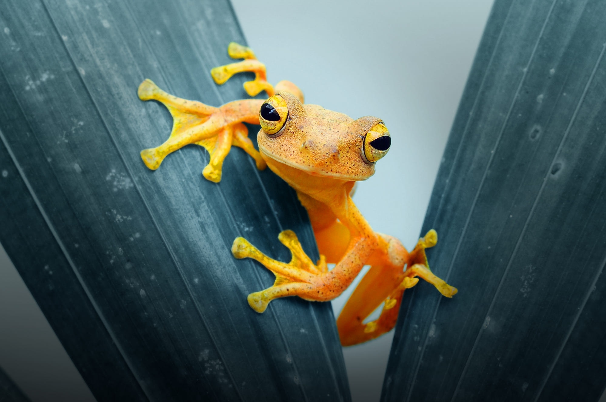 2000x1328 Amphibian HD Frog Wallpaper, HD Animals 4K Wallpaper, Image and Background