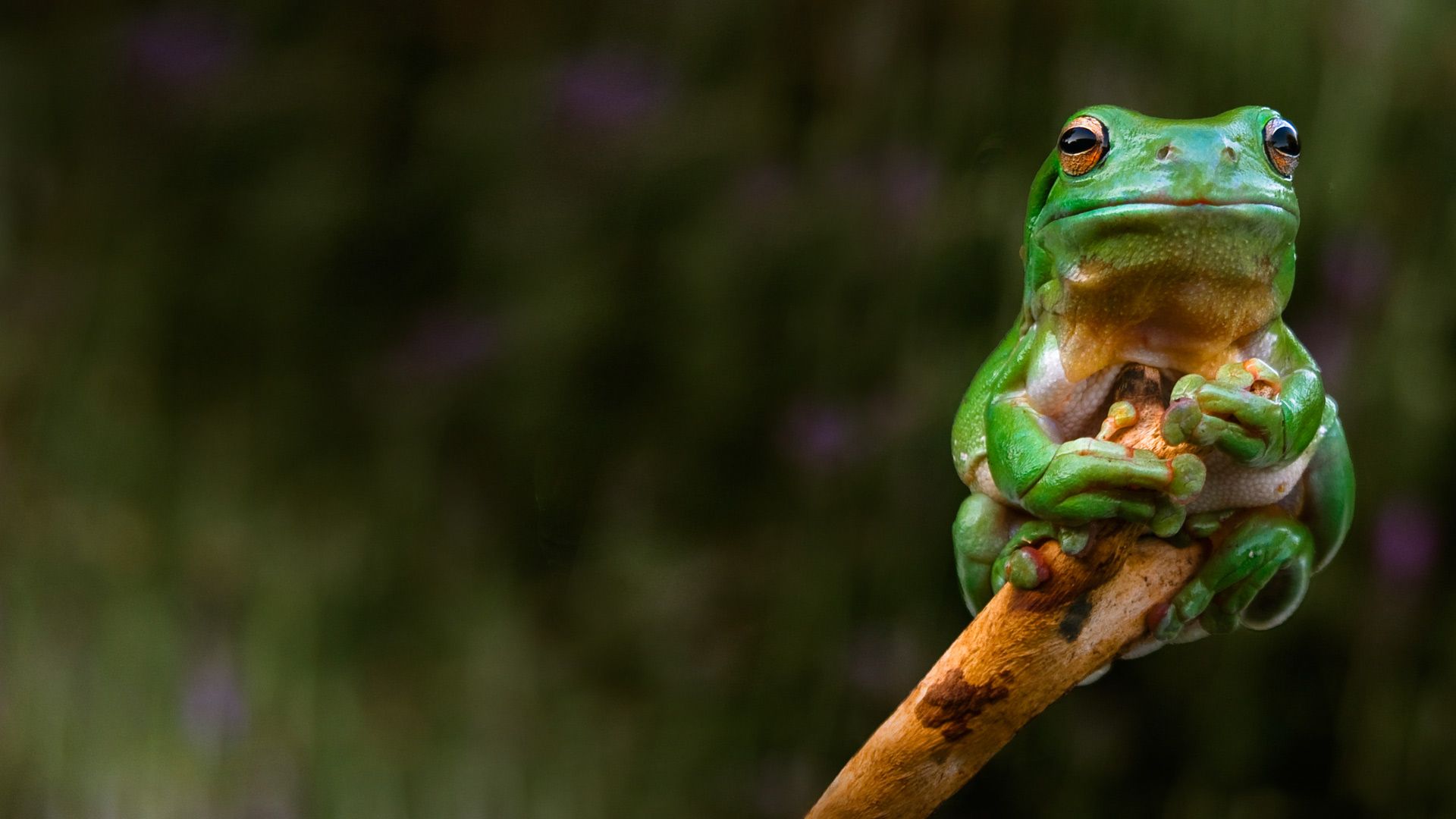1920x1080 Frog HD Wallpaperx1080