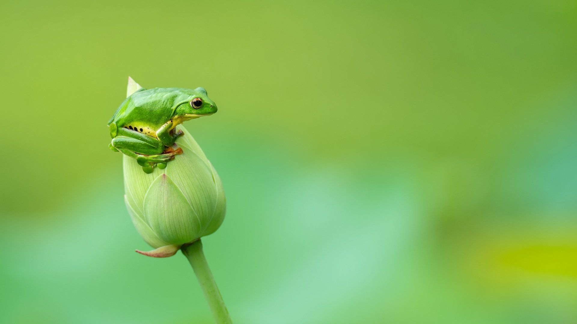 1920x1080 4K Ultra HD Vibrant Frog on Bud: Stunning Amphibian Wallpaper