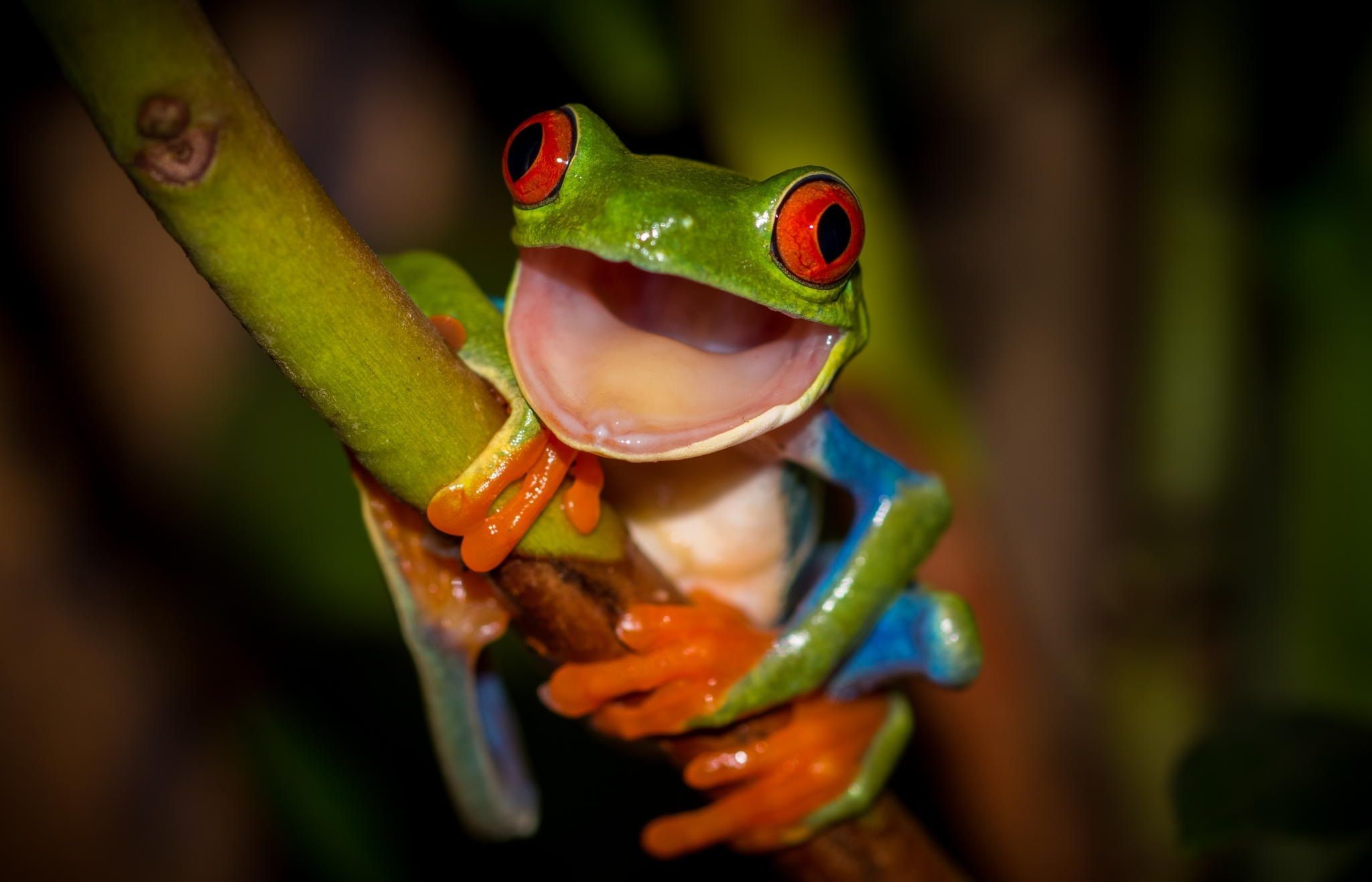 2048x1318 Wallpaper orange, green, frog, legs, mouth, stem, red eyes, colorful for mobile and desktop, section животные, resolution 2048x1318