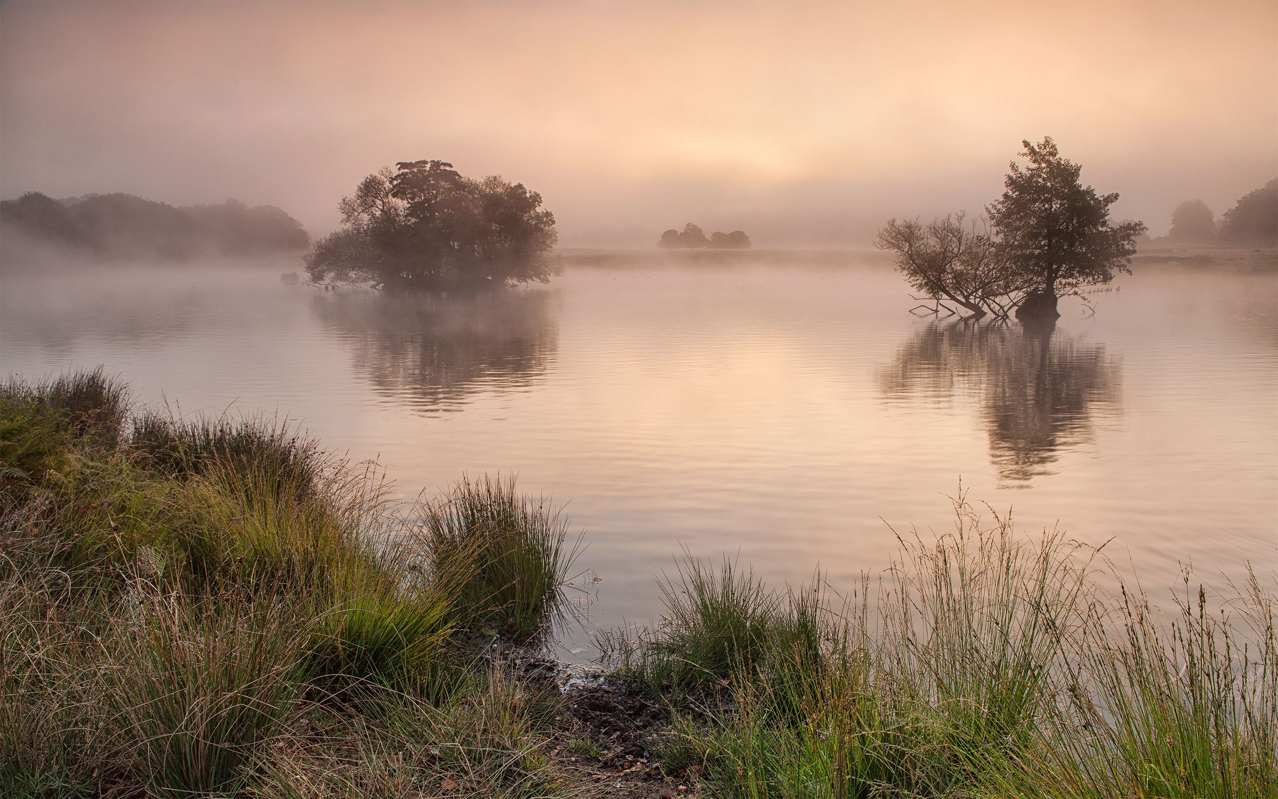 2560x1600 Succession By Fuzzypiggy