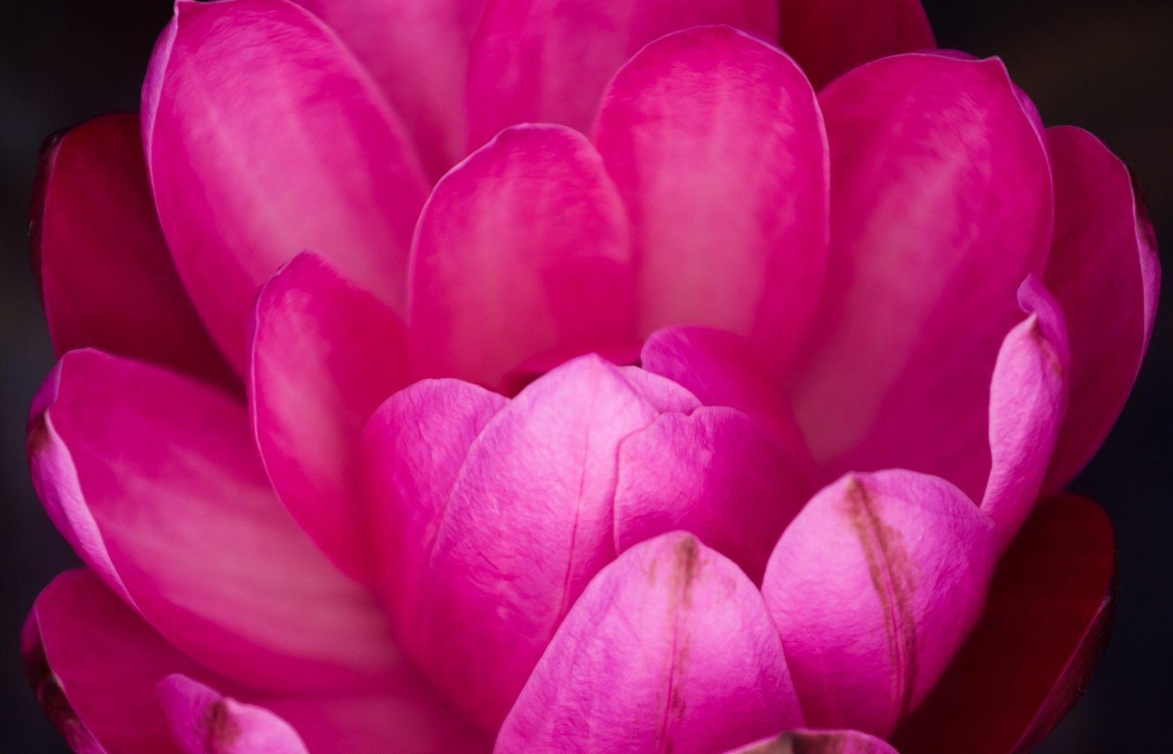1680x1080 Color wallpaper: Nature Rose Beautiful Big Flower Wallpaper