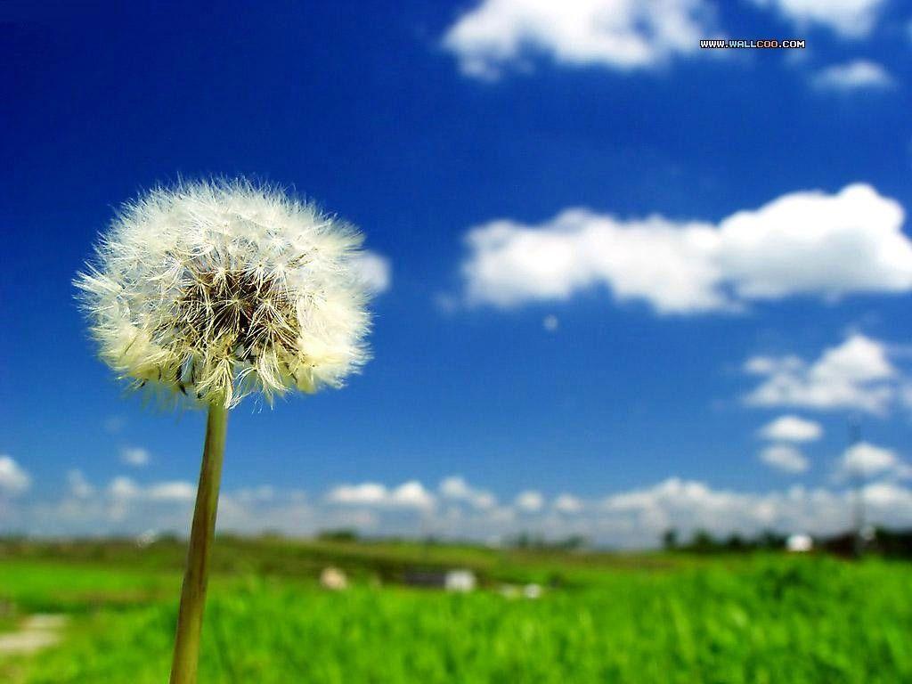 1024x768 Flowers: Nature Bright White Photography Beauty Meadow Softness