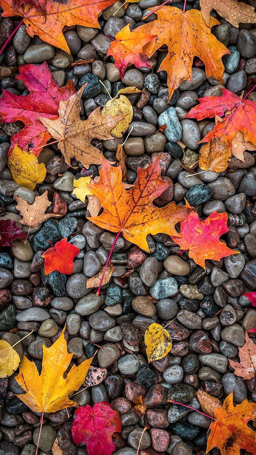 850x1511 OnePlus 9 Pro HD phone wallpaper
