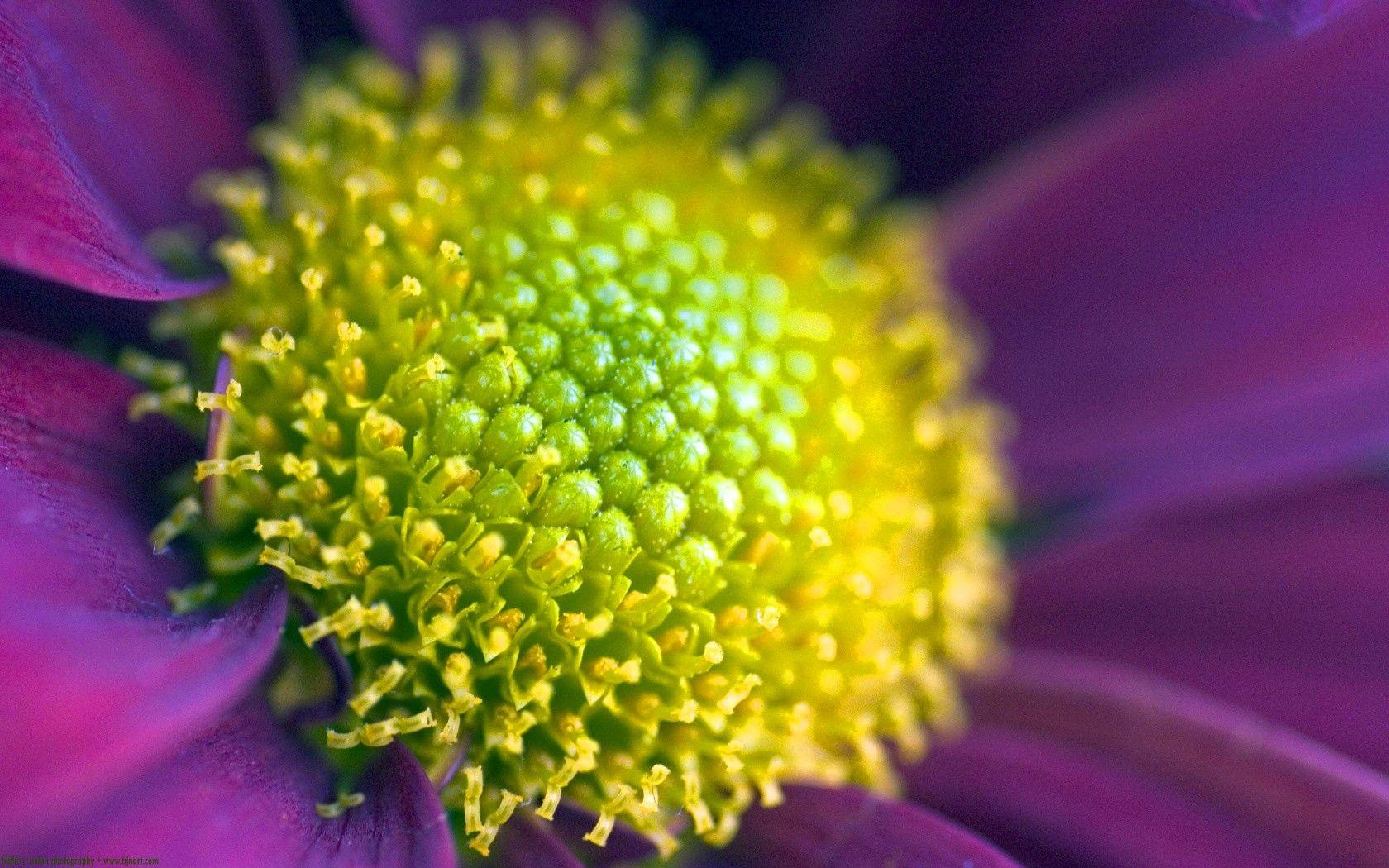 1680x1050 Flowers: Flower Zoom Incredible Nice Nature Amazing Beauty Big