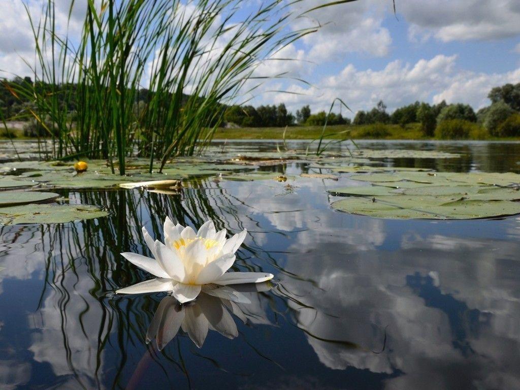 1024x768 Flower: Water White Swamp Big Beauty Flowers Wallpaper HD 16:9 High