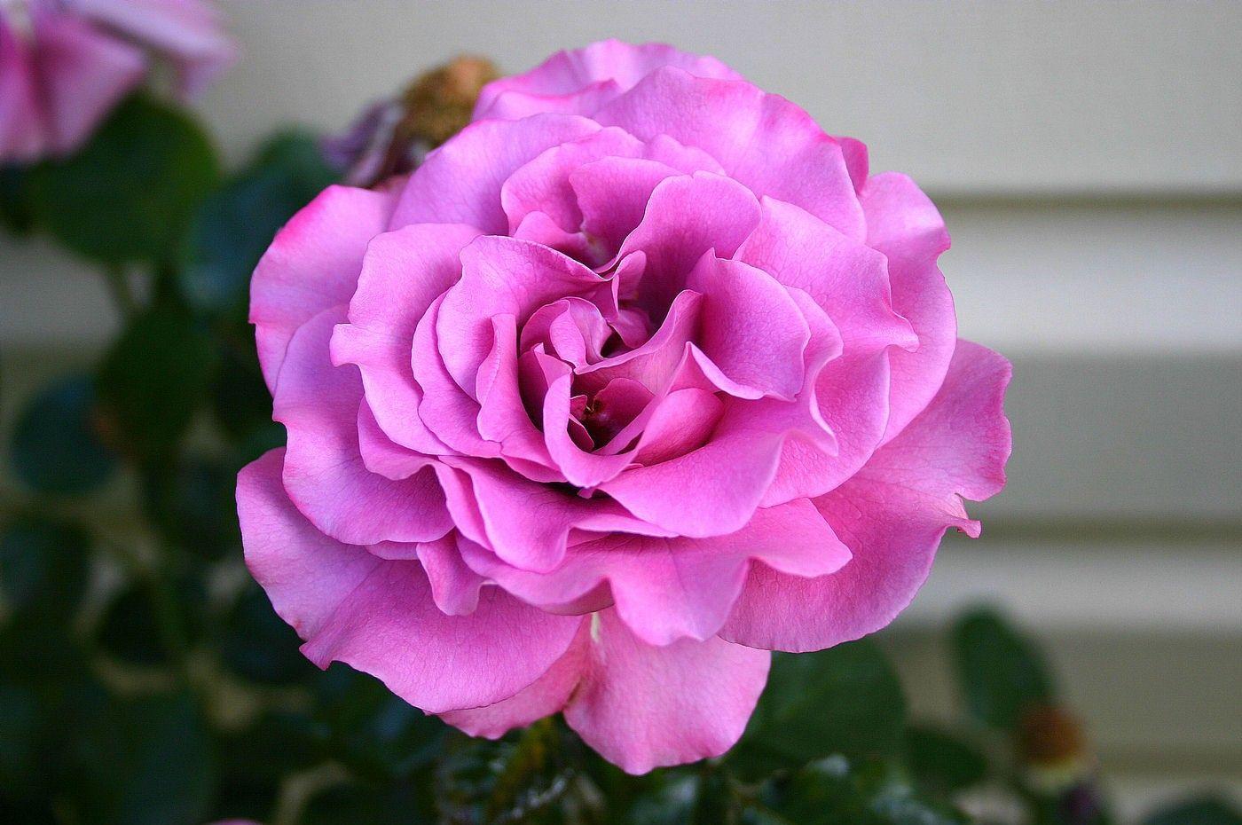 1400x930 Flowers: Big Beauty Garden Fresh Flowers Special Pink Nature Rose