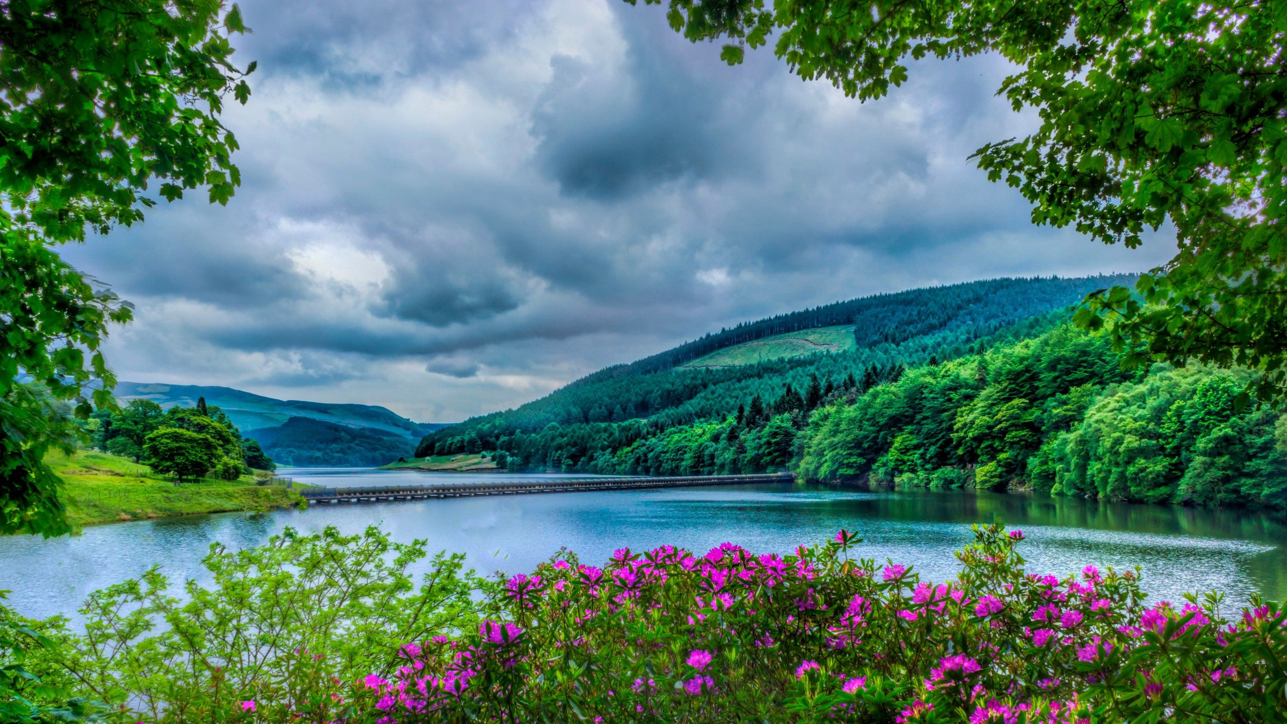 2560x1440 Black Cloudy Sky Above Pink Outdoor Flowers Beside River During Daytime 4K HD Nature Wallpaper