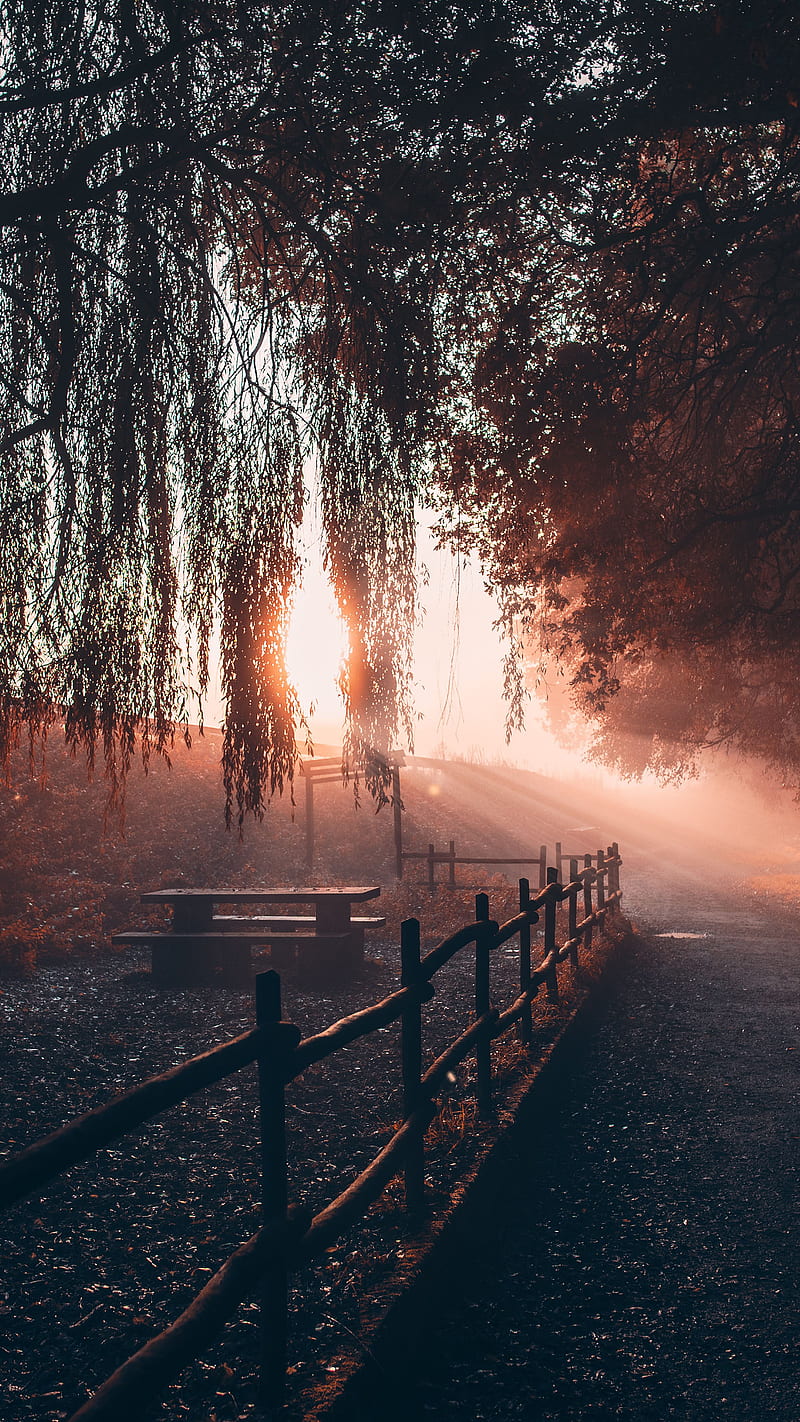800x1422 Outside, cool, nature, outdoors, trees, HD phone wallpaper