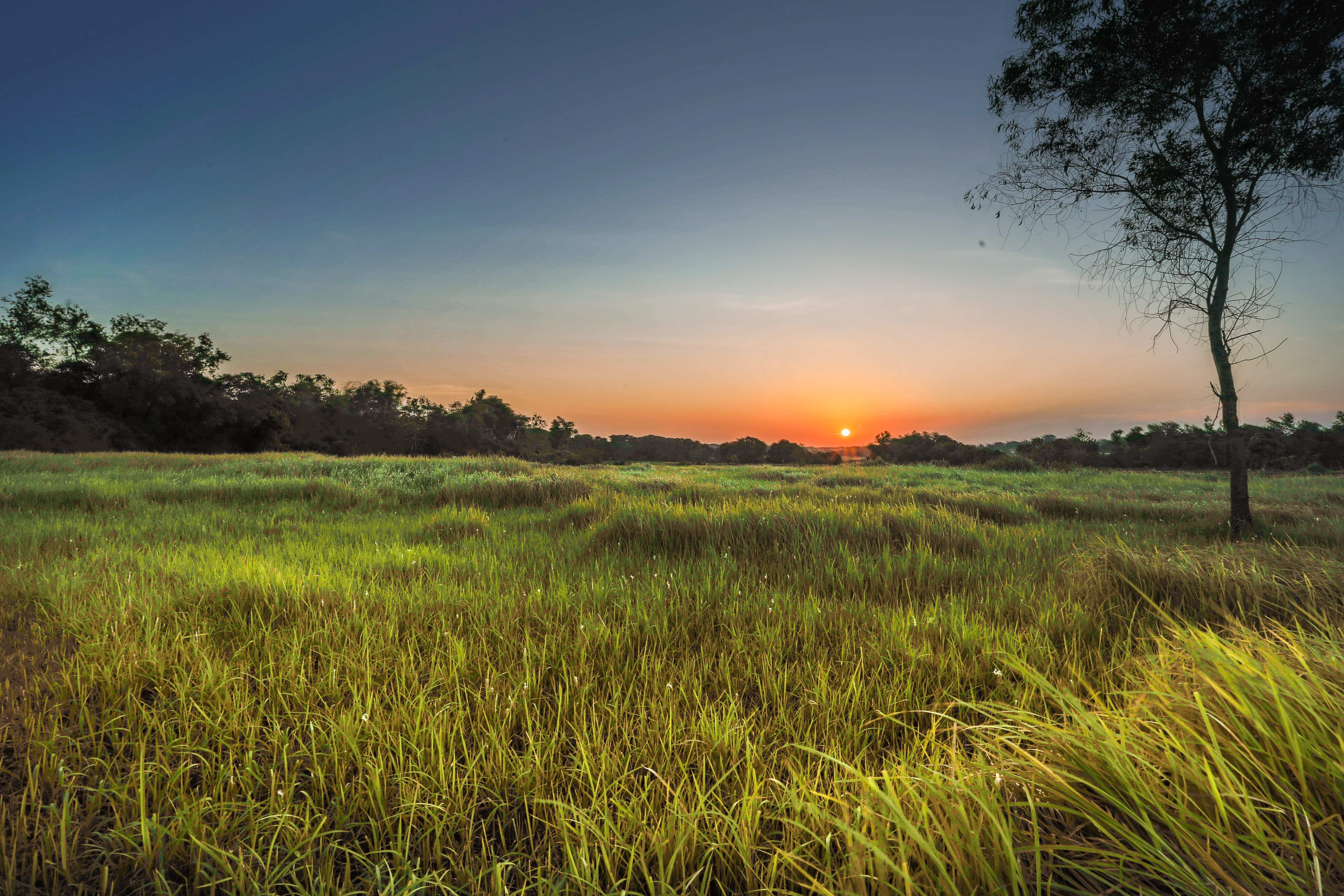 5472x3648 Free photo: Landscape Photography Of Green Grass Field During Golden Hour, Sunset, Sunrise