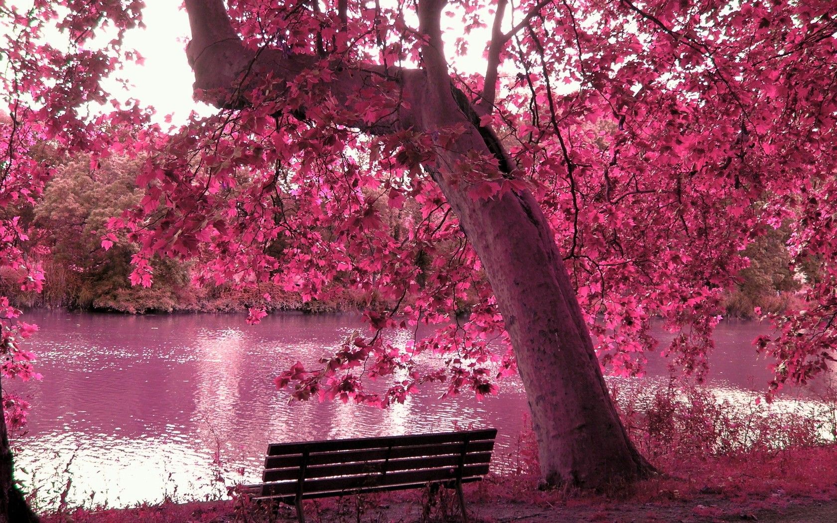 1680x1050 Spring Tree Best Wallpaper 25921