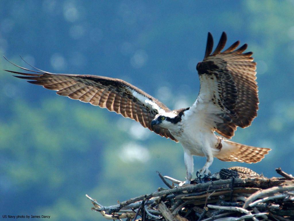1024x768 HD Wallpaper: beautiful wallpaper. beautiful image. awesome