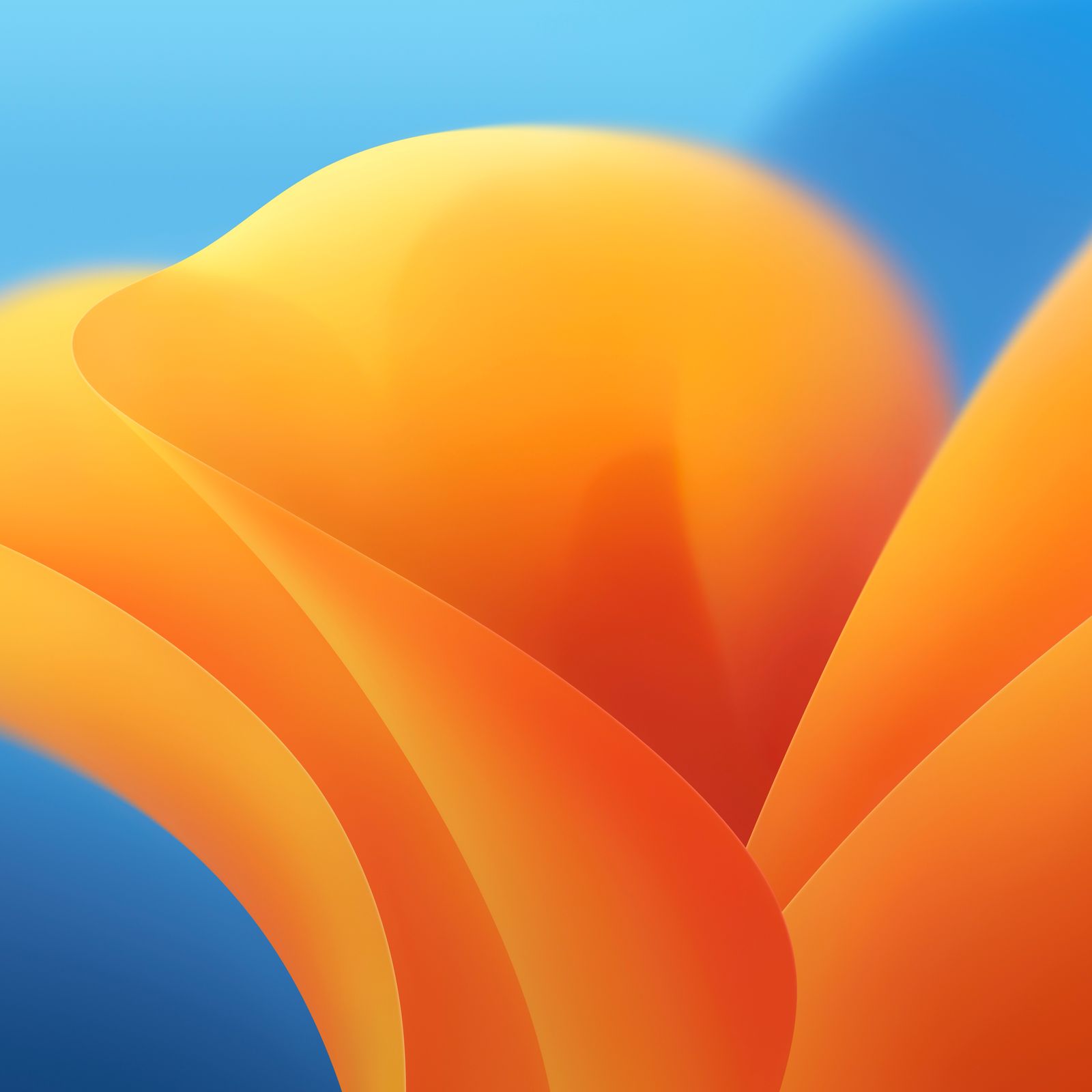 1600x1600 Mac OS Ventura Wallpaper Club