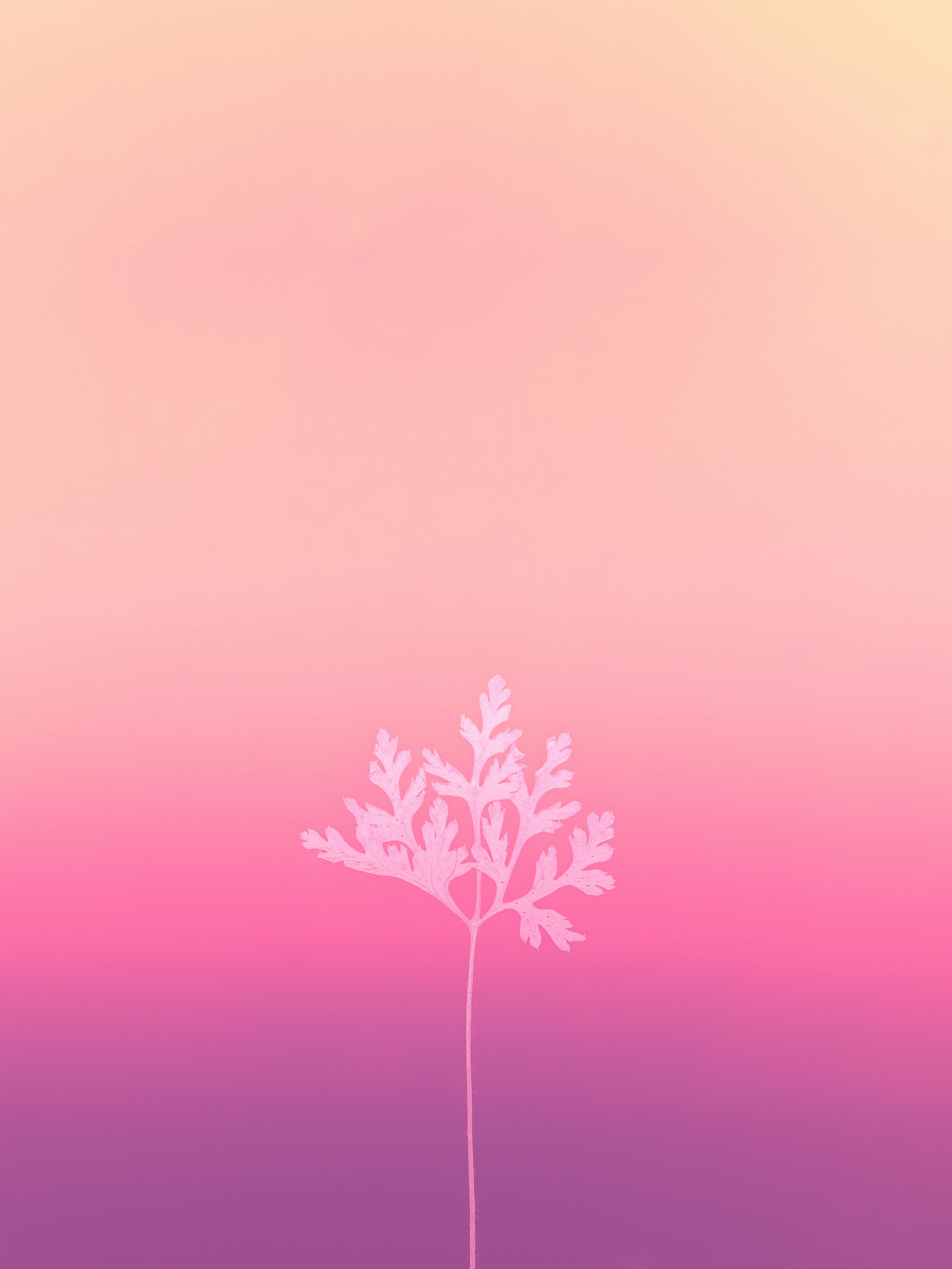 3614x4818 iPad Wallpaper Aesthetic Photo, Download The BEST Free iPad Wallpaper Aesthetic & HD Image