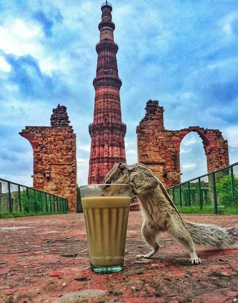 800x1019 Qutub Minar, india, graphy, tea, HD phone wallpaper