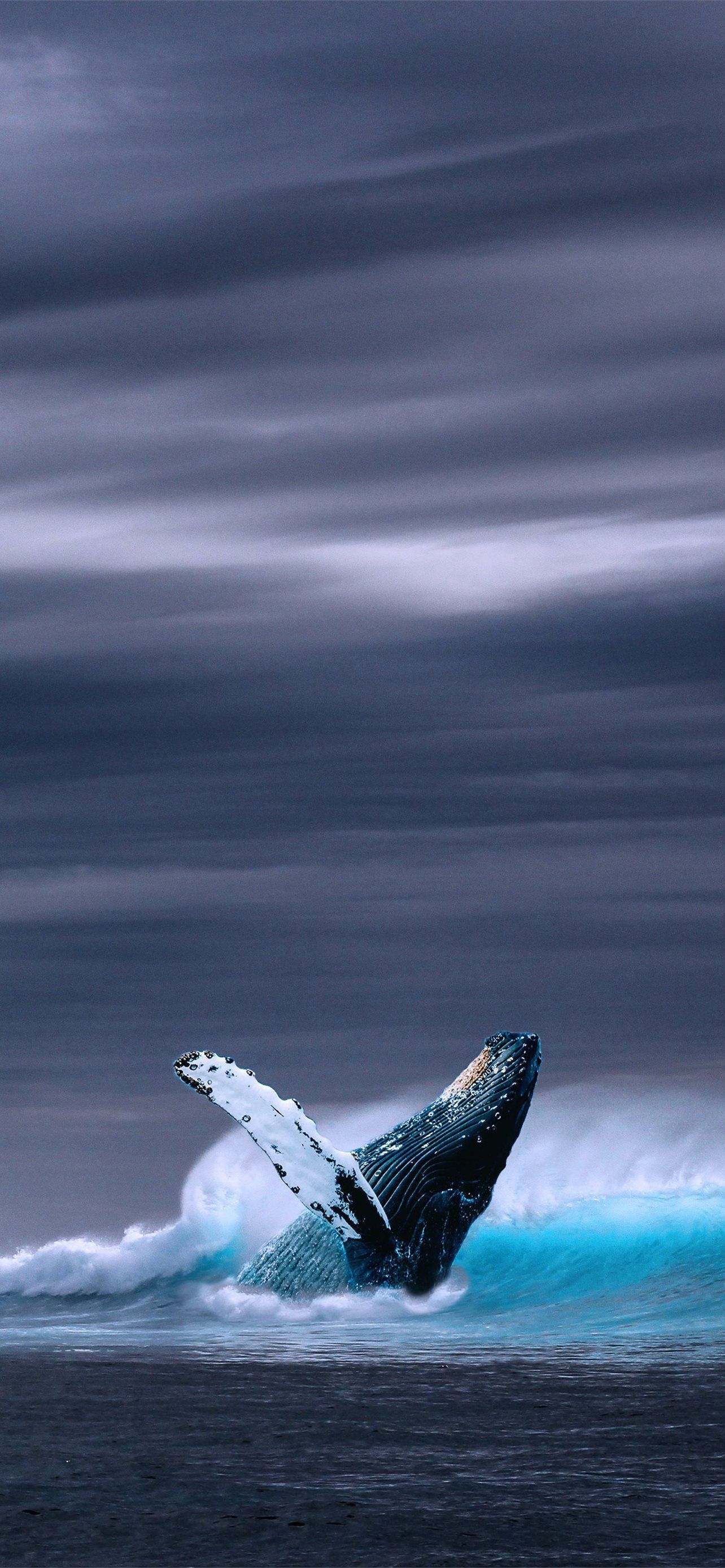 1284x2778 humpback whale iPhone Wallpaper Free Download