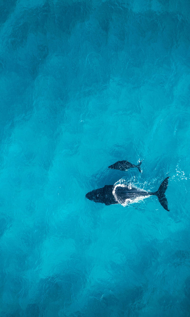 800x1333 Whales in ocean, blue, ocean, sea, whales, HD phone wallpaper