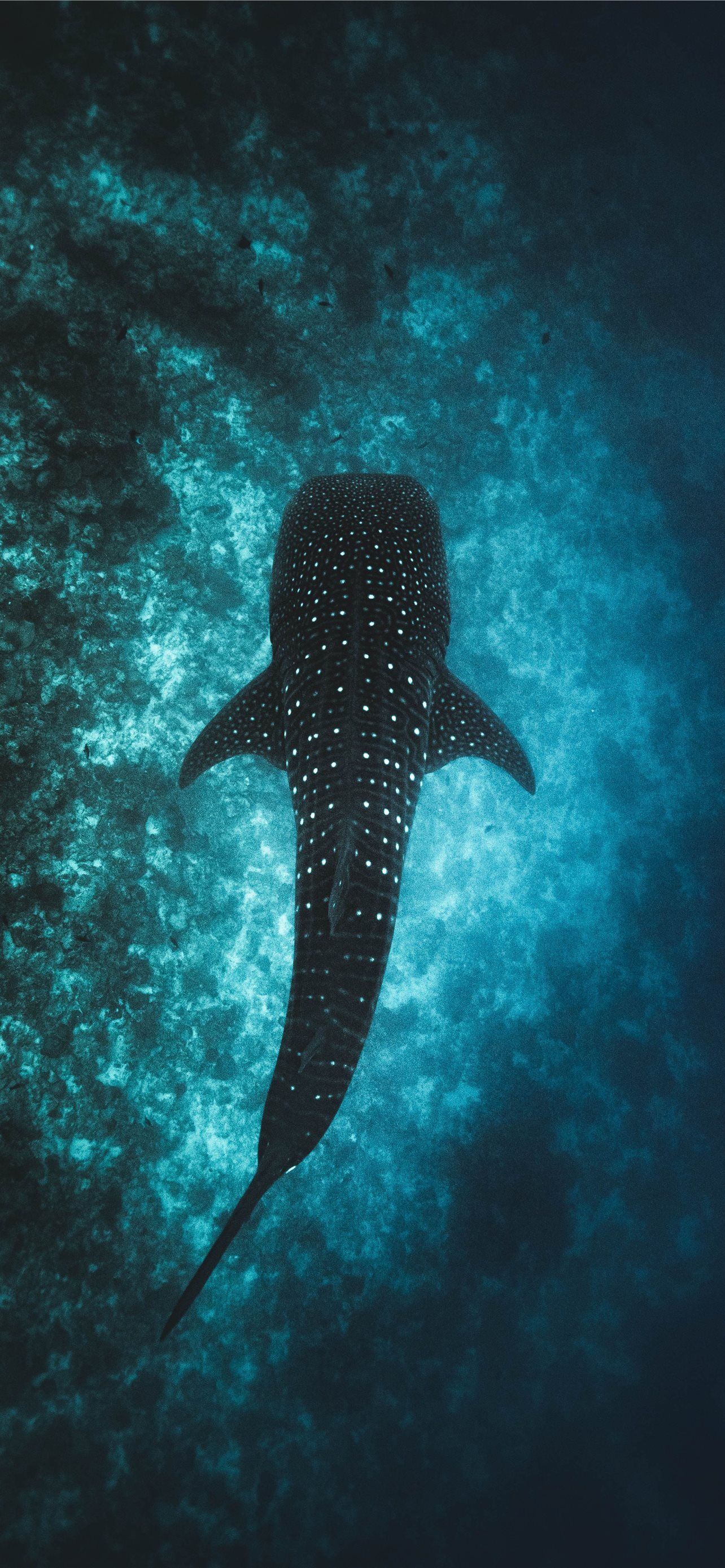 1284x2778 humpback whale iPhone Wallpaper Free Download