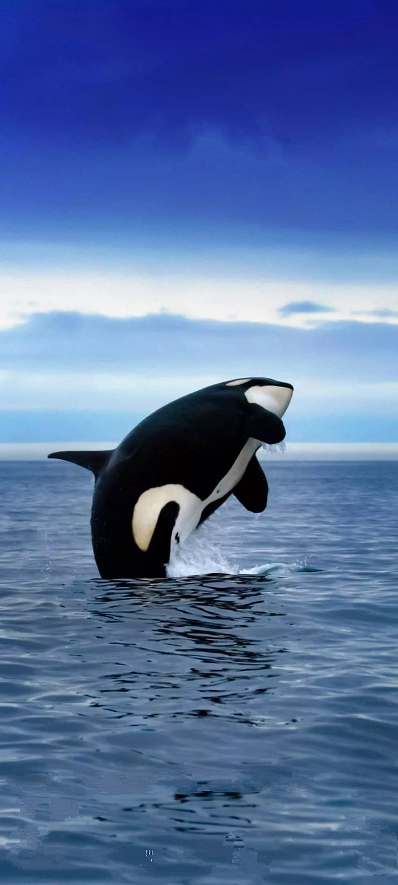 800x1778 Whale, ocean, HD phone wallpaper