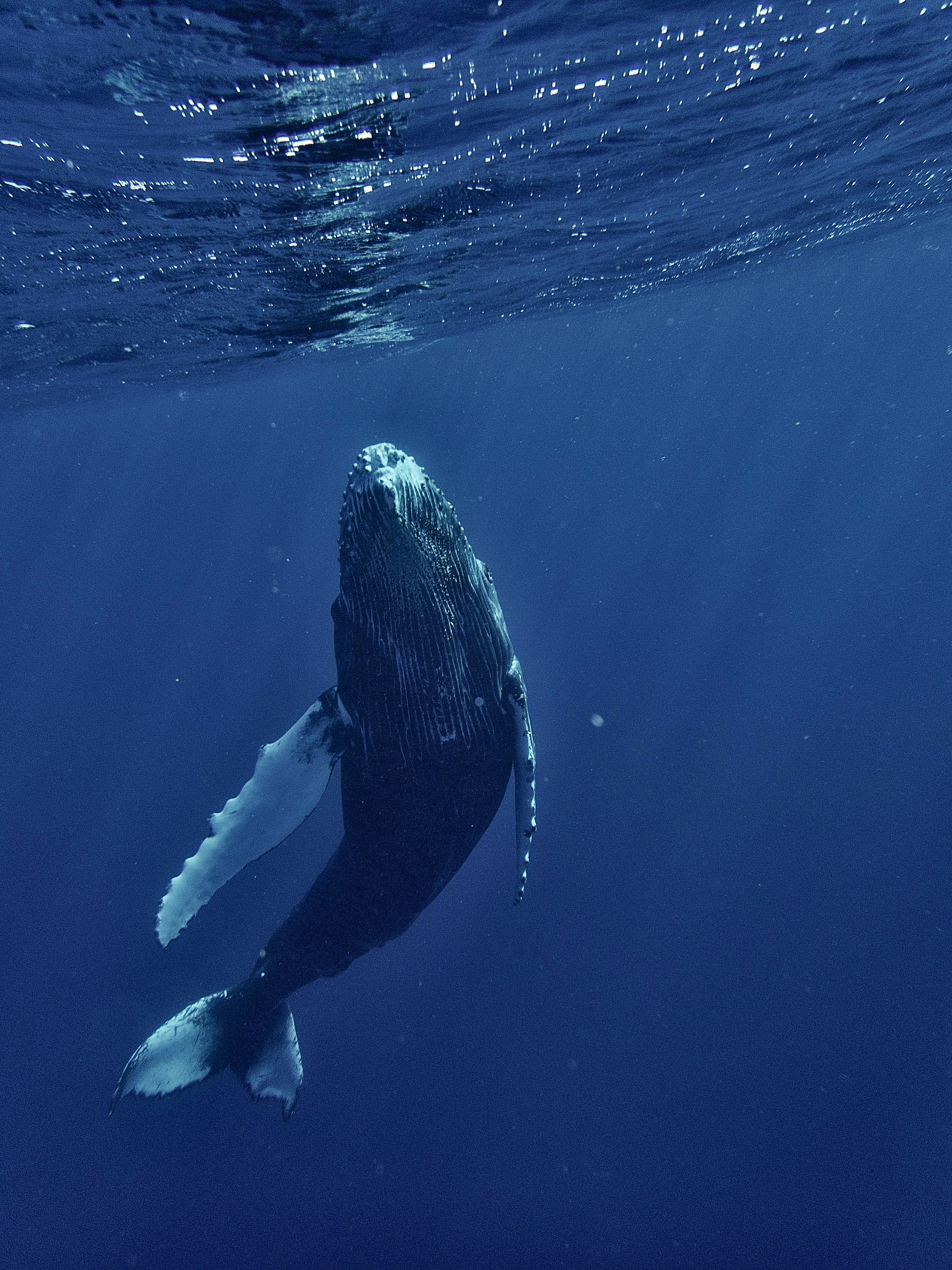 3000x4000 Watching whales wallpaper for iPhone