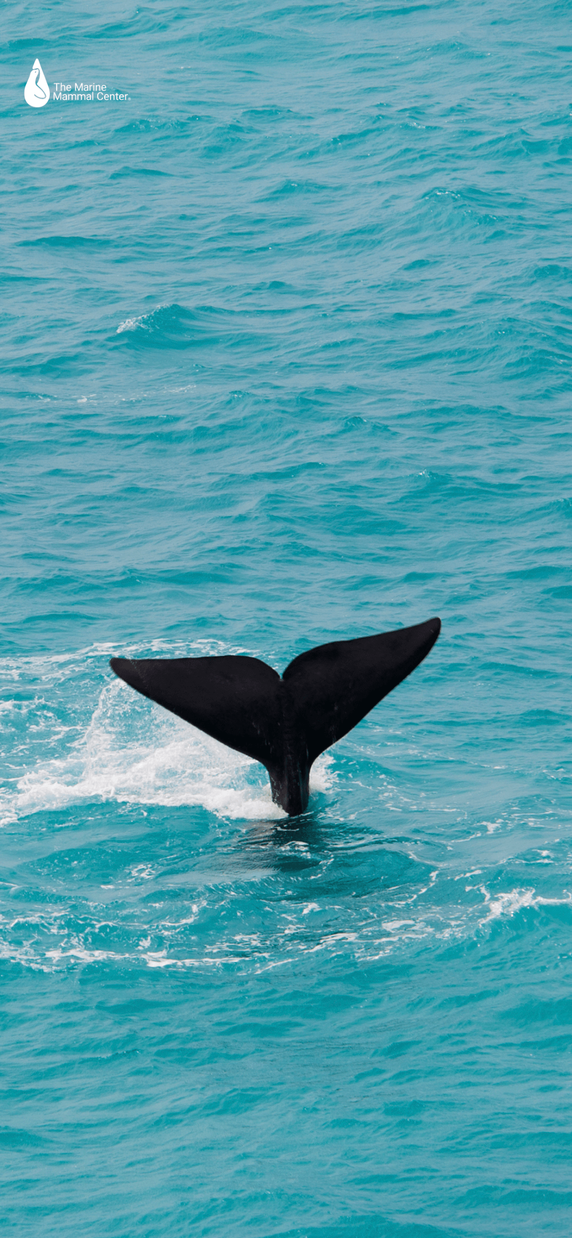 1170x2532 Summer Wallpaper. The Marine Mammal Center