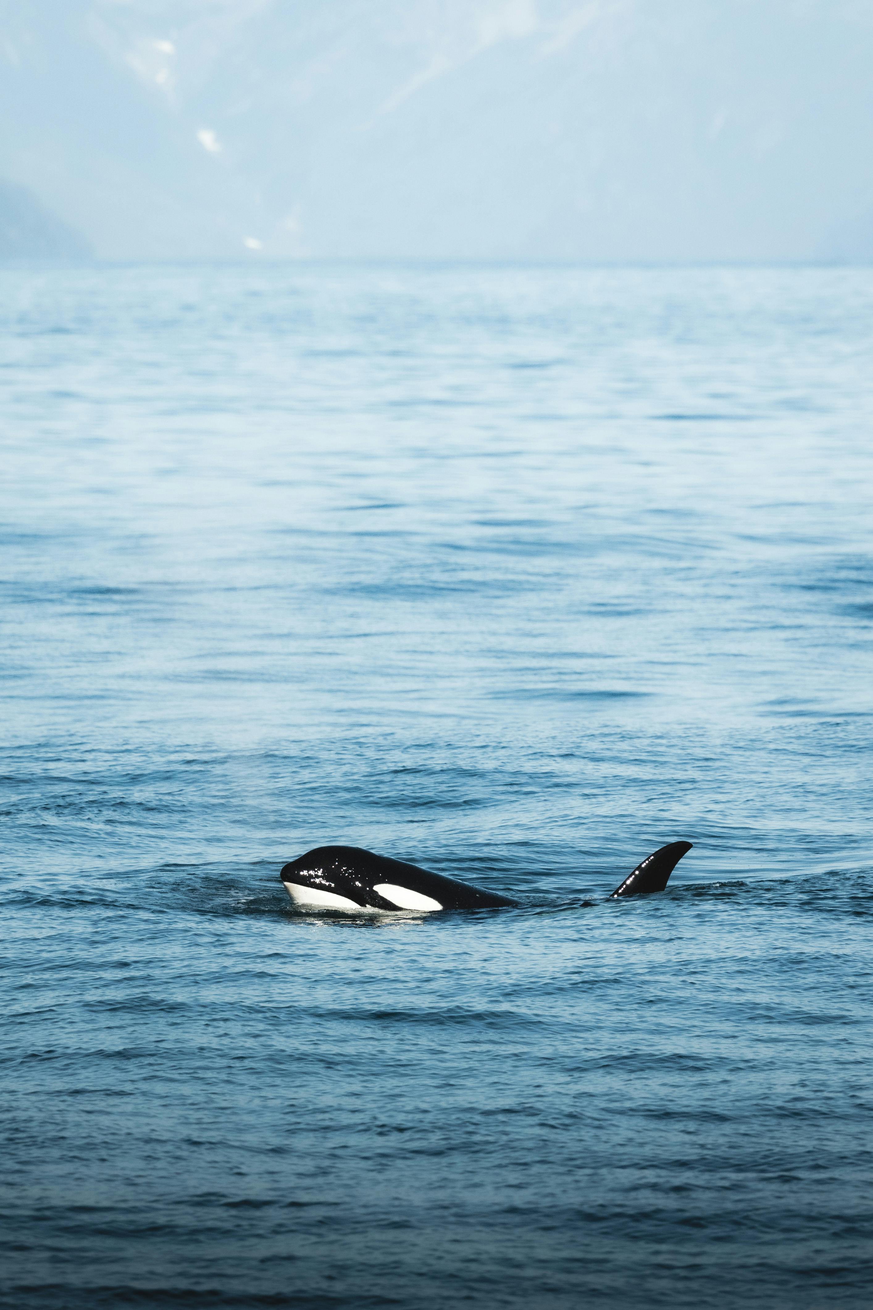 2828x4242 Killer Whale Photo, Download The BEST Free Killer Whale & HD Image