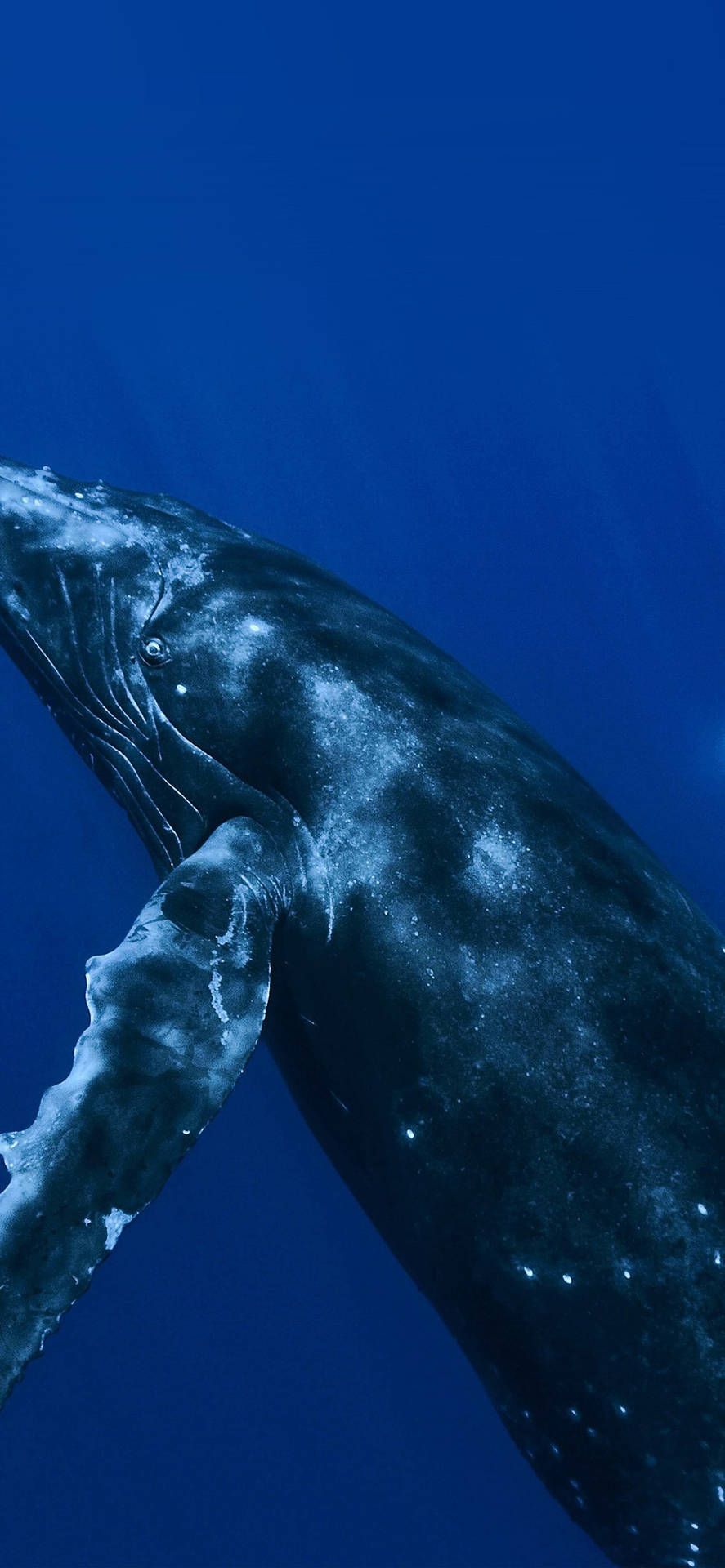 887x1920 Download Majestic Whale In The Blue Ocean Wallpaper