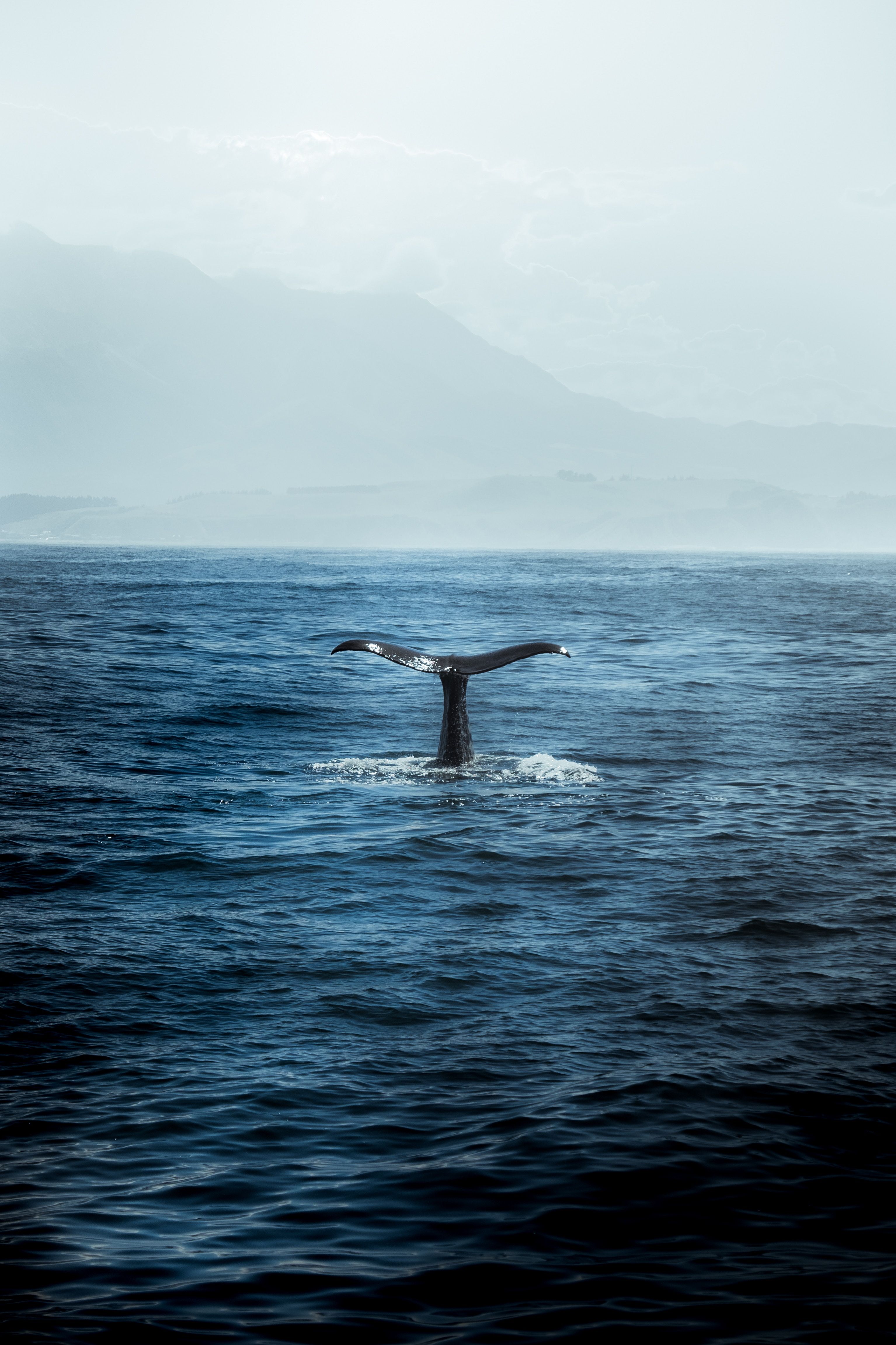 3069x4604 Whale Phone Wallpaper: Free 4K & HD Downloads