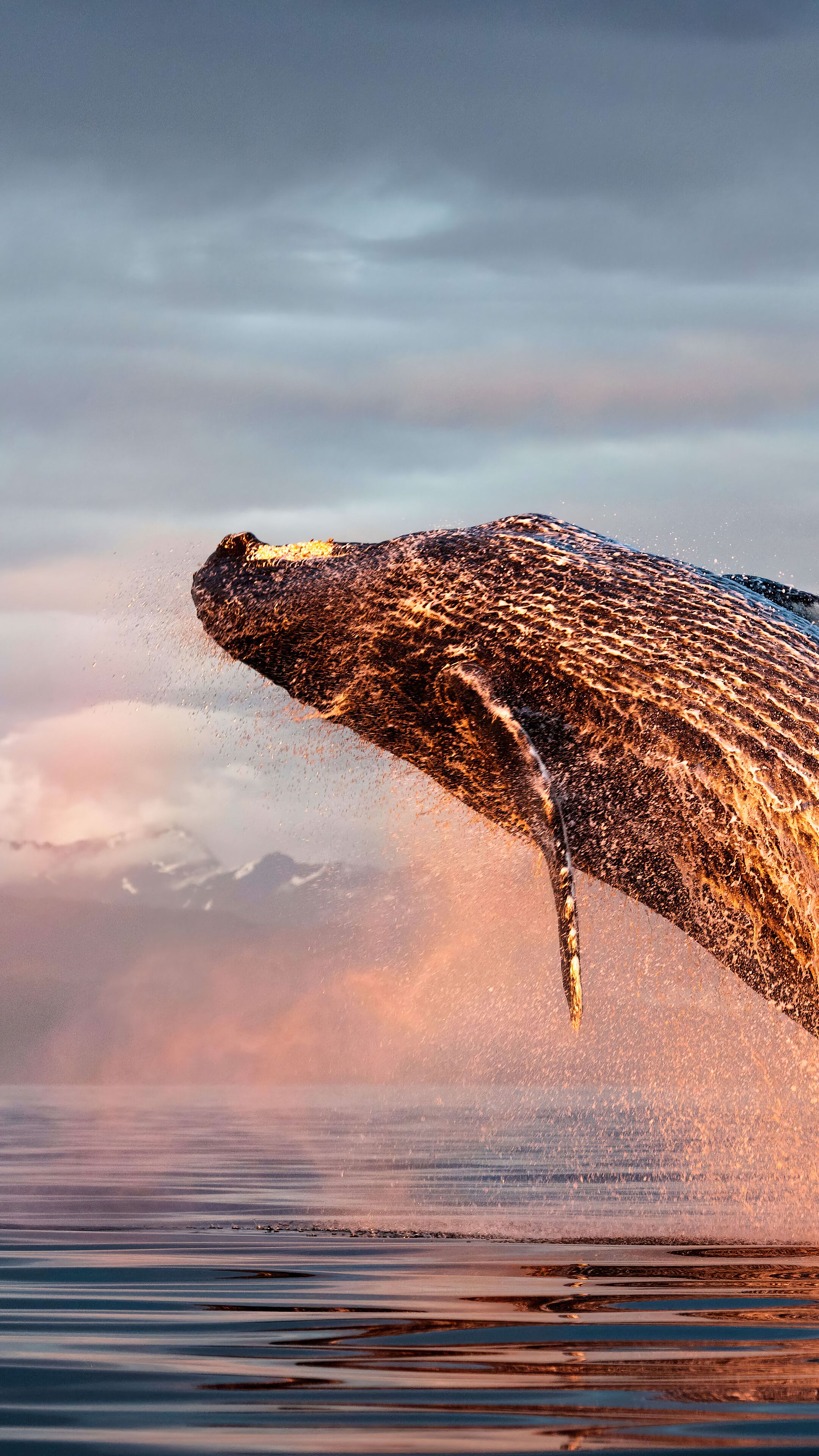 2160x3840 Humpback Whale Ocean 4K Wallpaper iPhone HD Phone f