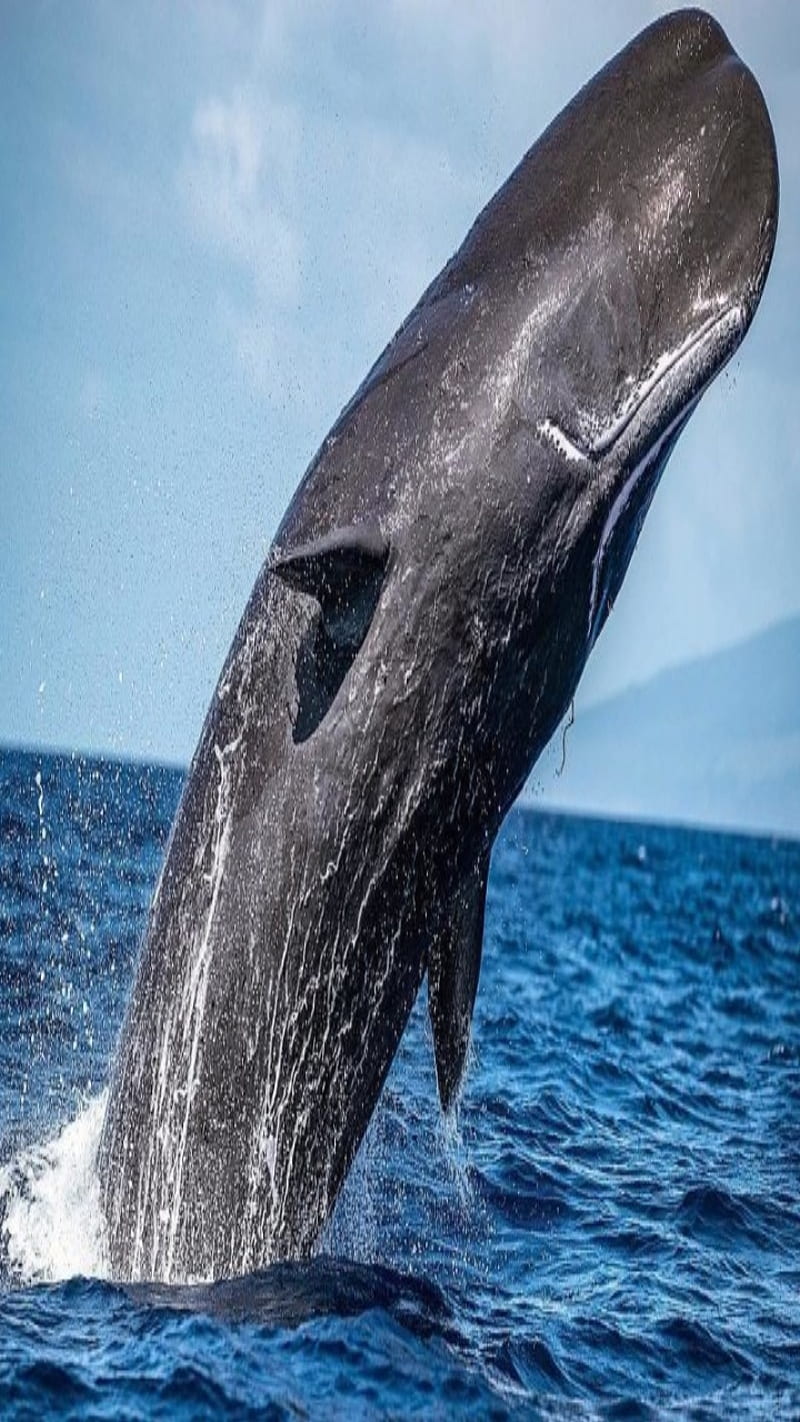 800x1422 Cetacean, big, blue, fish, sea, whale, HD phone wallpaper
