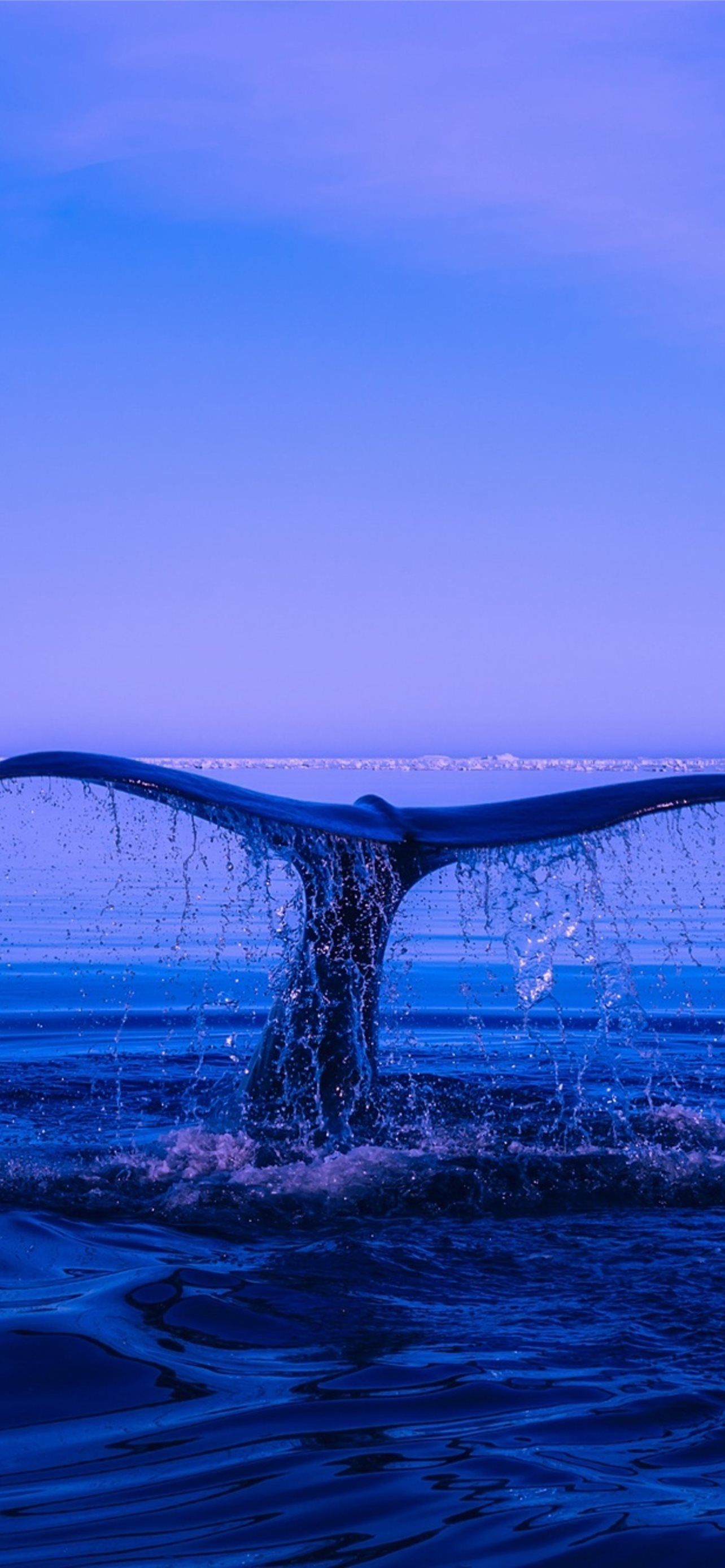 1284x2778 humpback whale iPhone Wallpaper Free Download