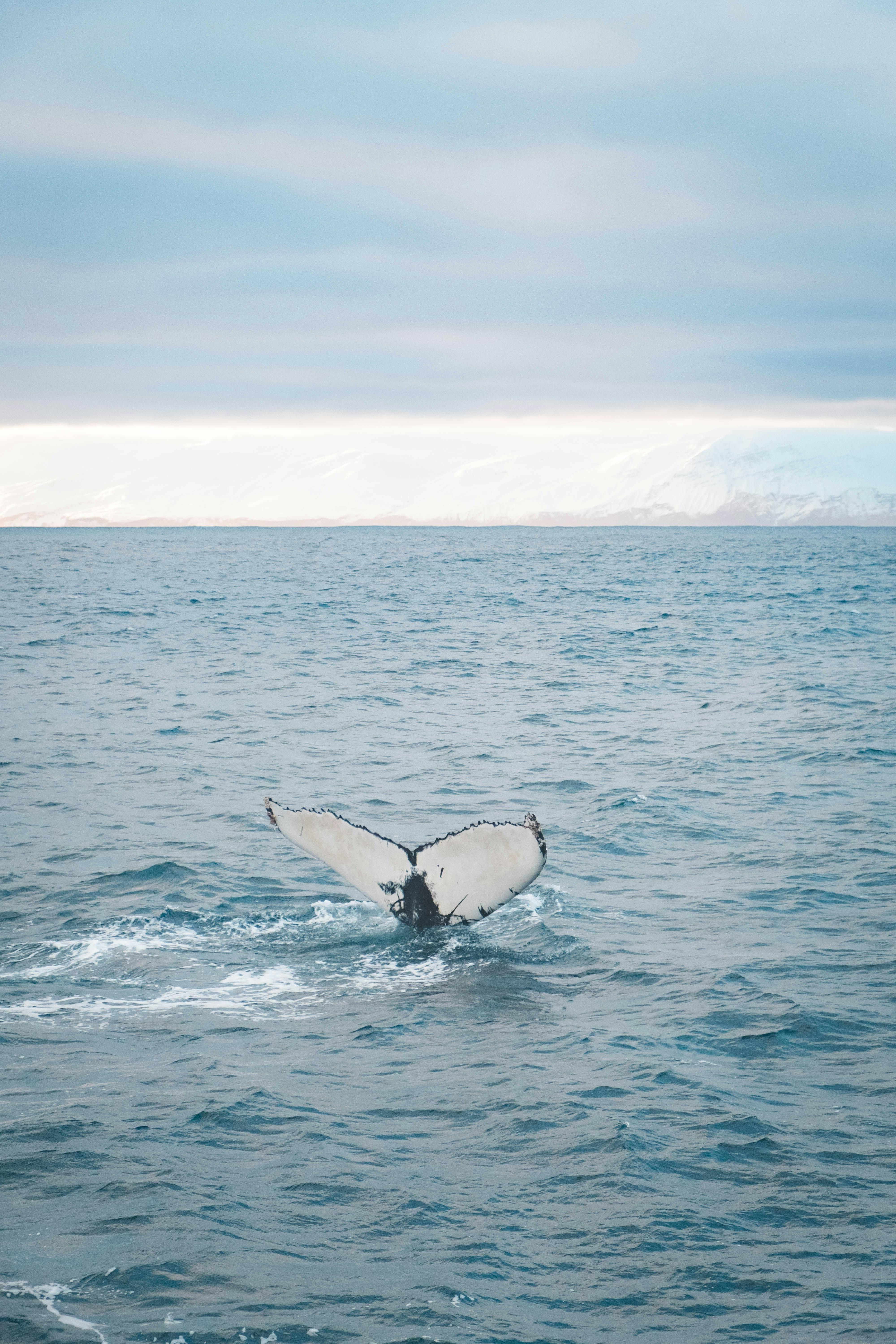 4000x6000 Blue Whale Photo, Download The BEST Free Blue Whale & HD Image